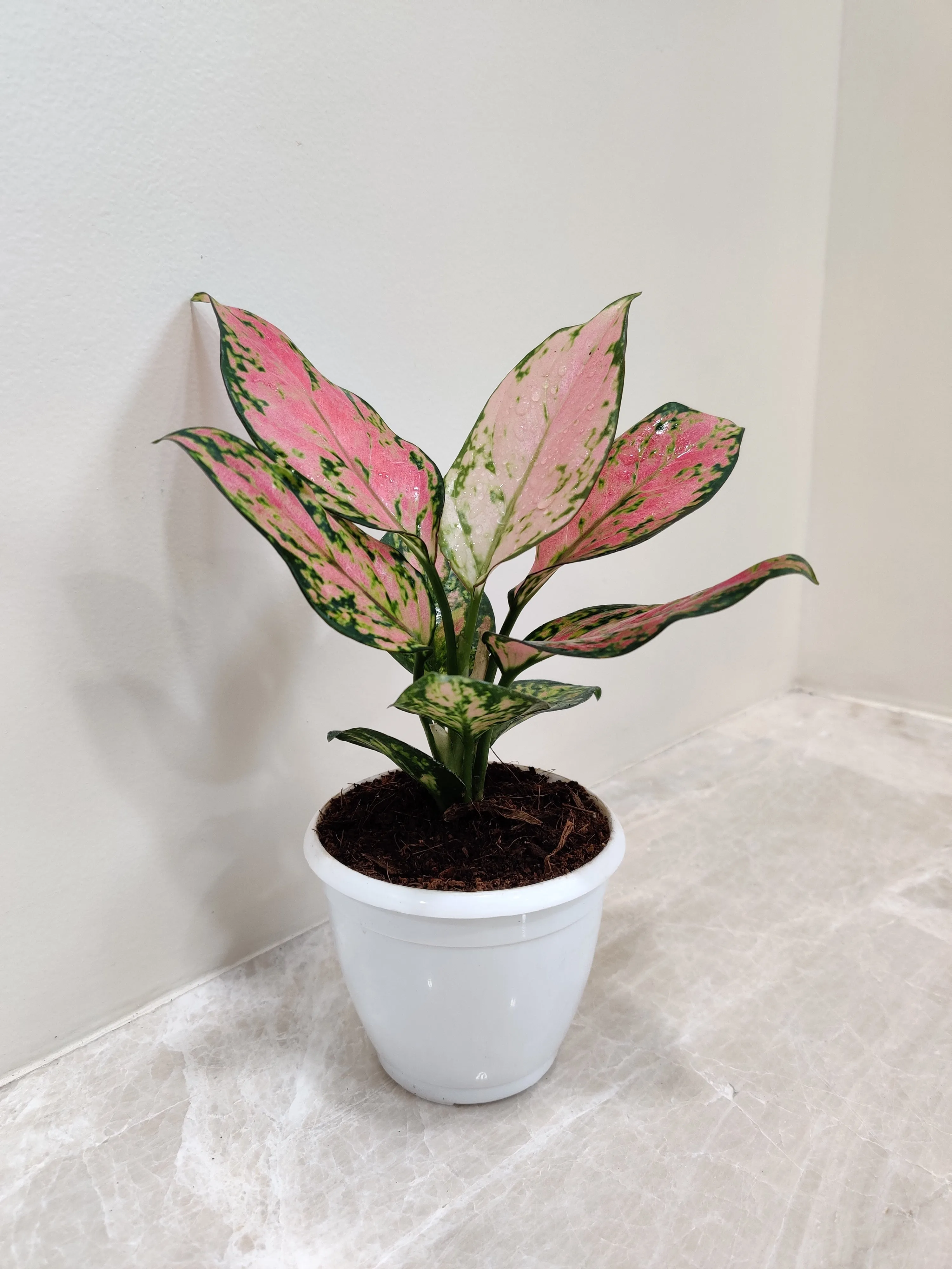 Aglaonema Angel Small Plant