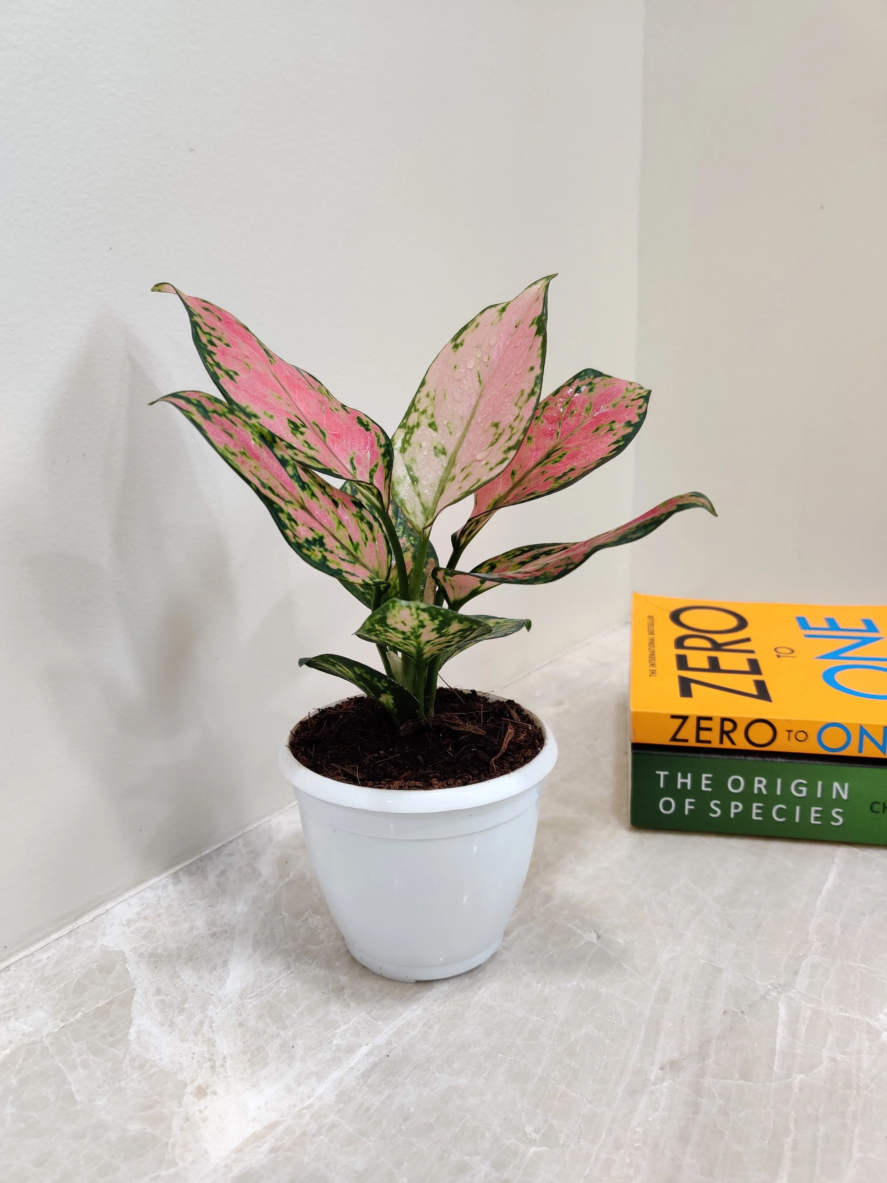 Aglaonema Angel Small Plant