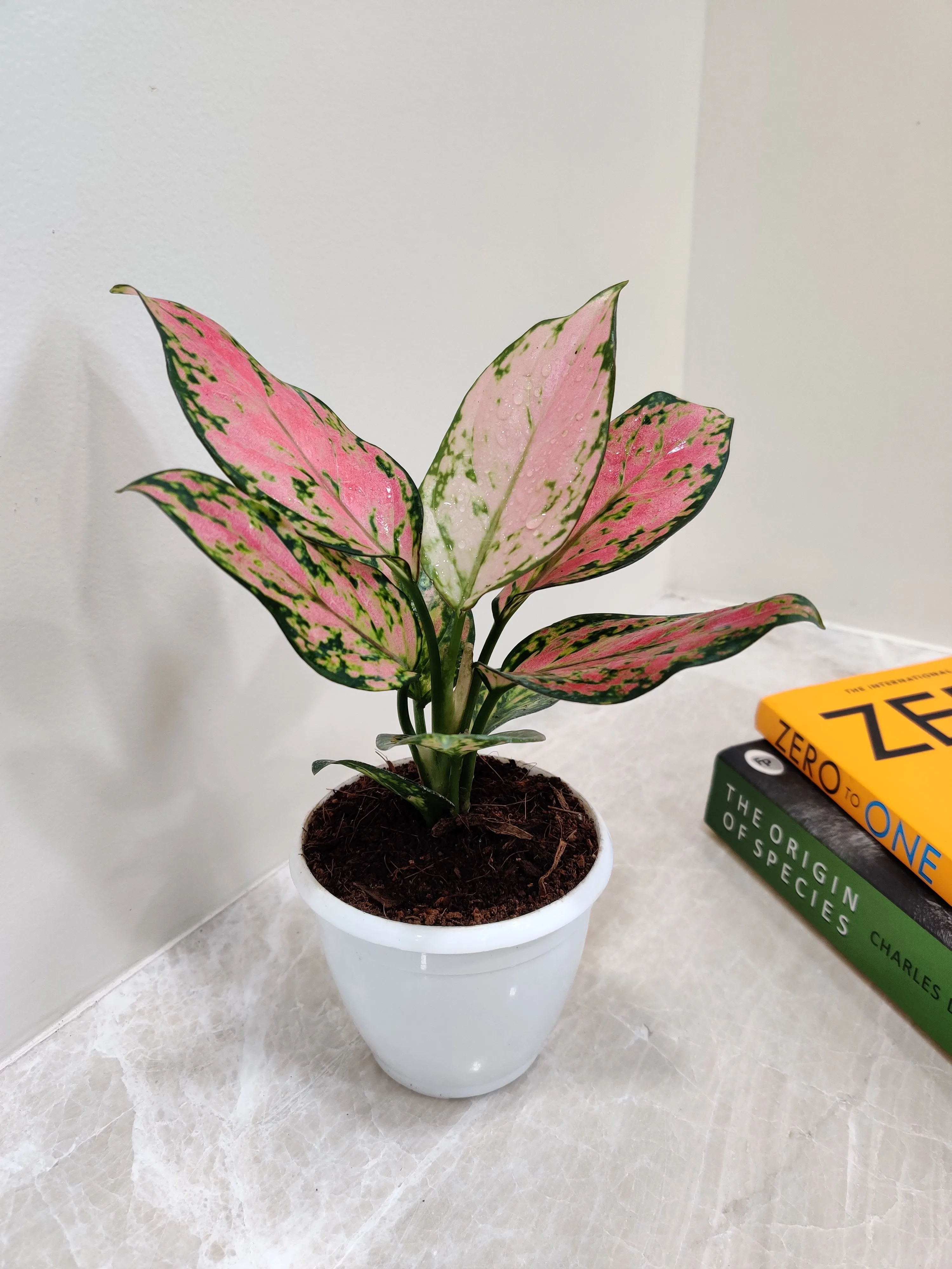 Aglaonema Angel Small Plant