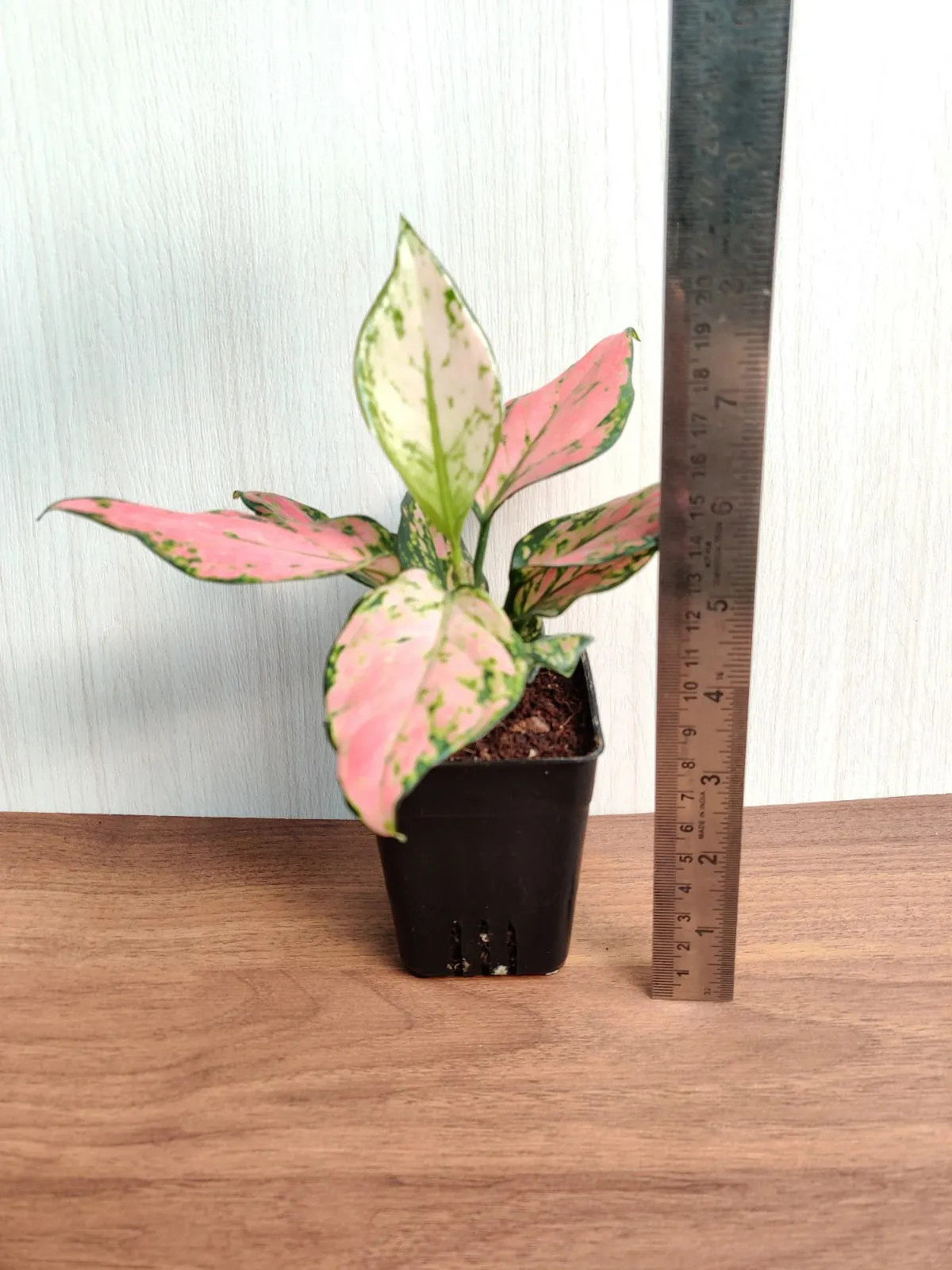 Aglaonema Angel Small Plant