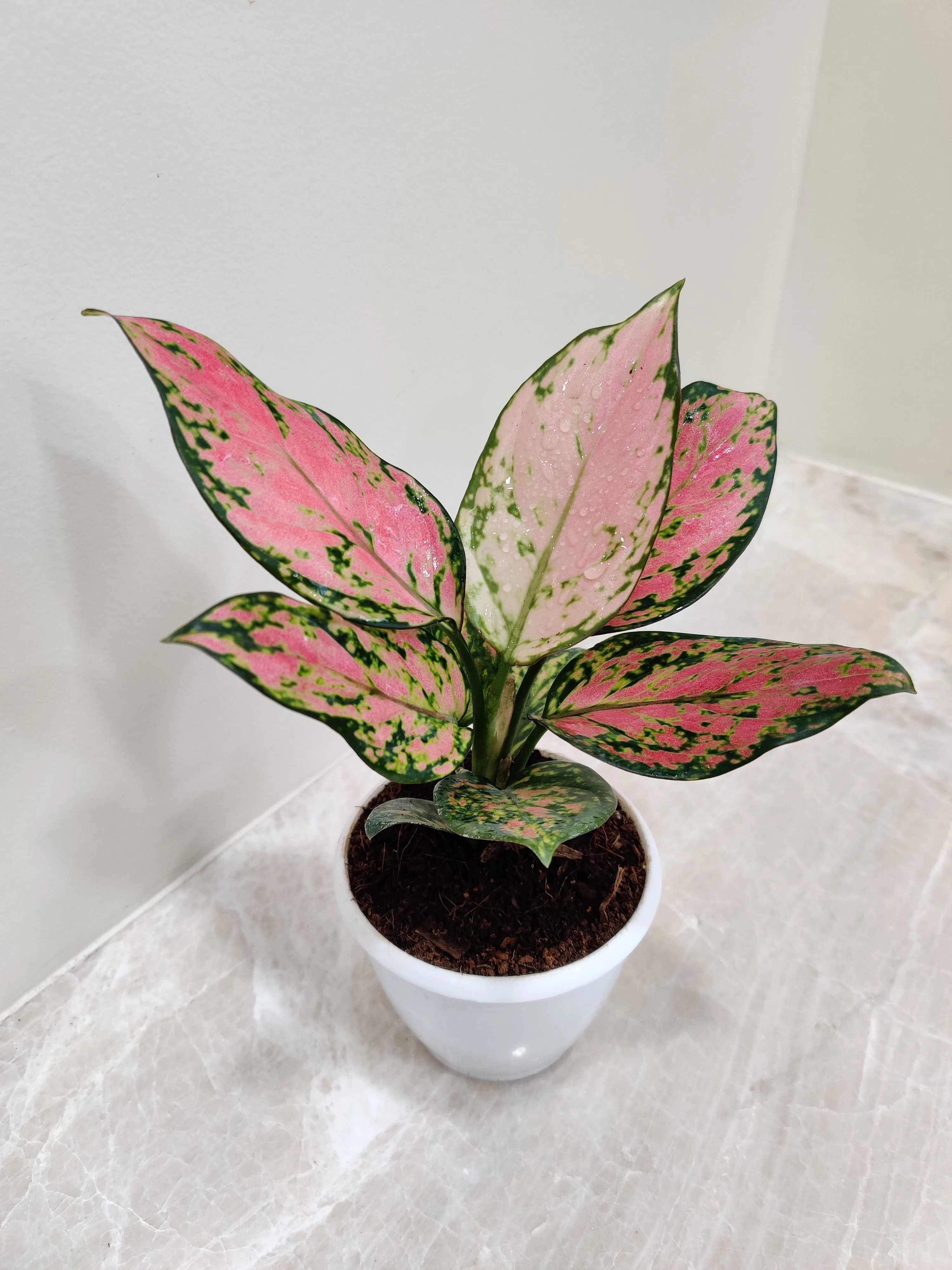 Aglaonema Angel Small Plant