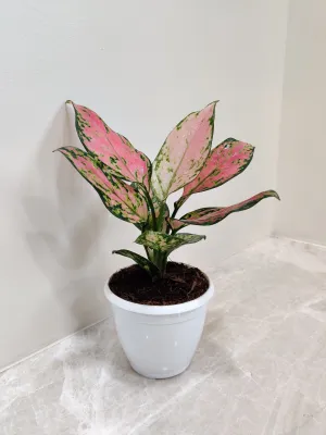 Aglaonema Angel Small Plant