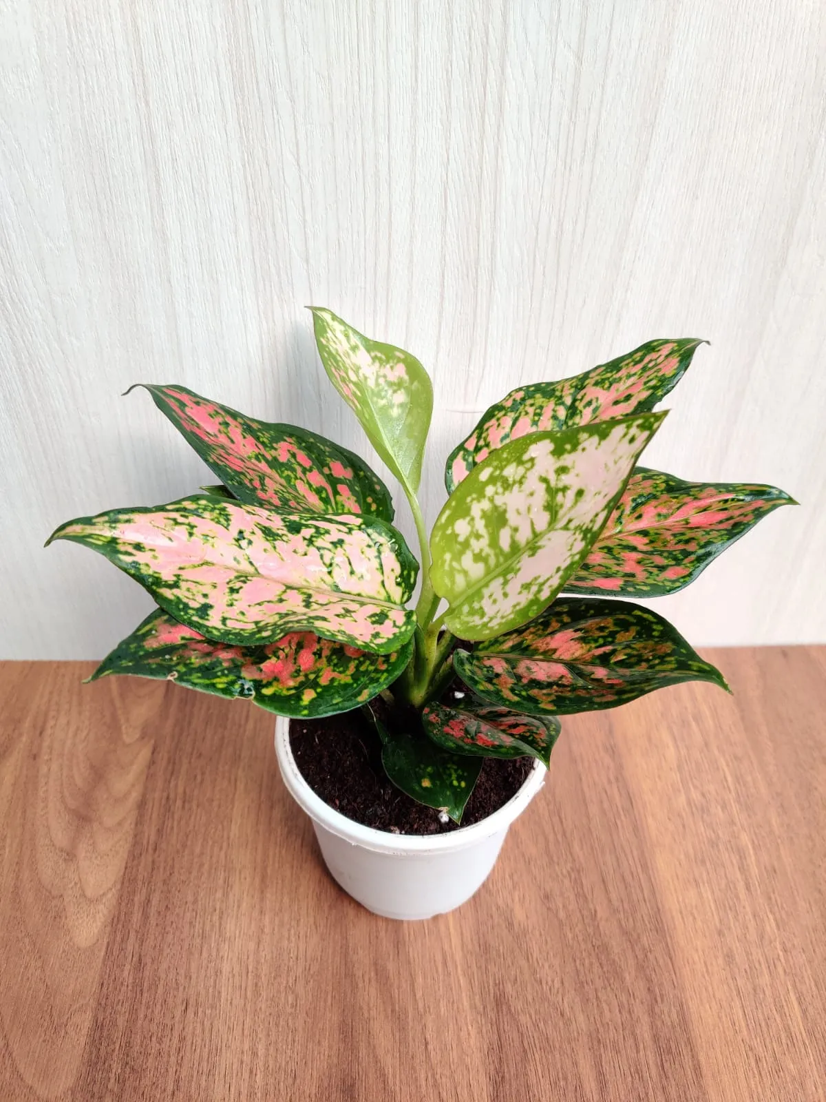 Aglaonema Anjuman Pink - Stunning Rare Indoor Plant | Air-Purifying Benefits