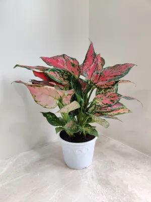 Aglaonema Beauty Big  Plant
