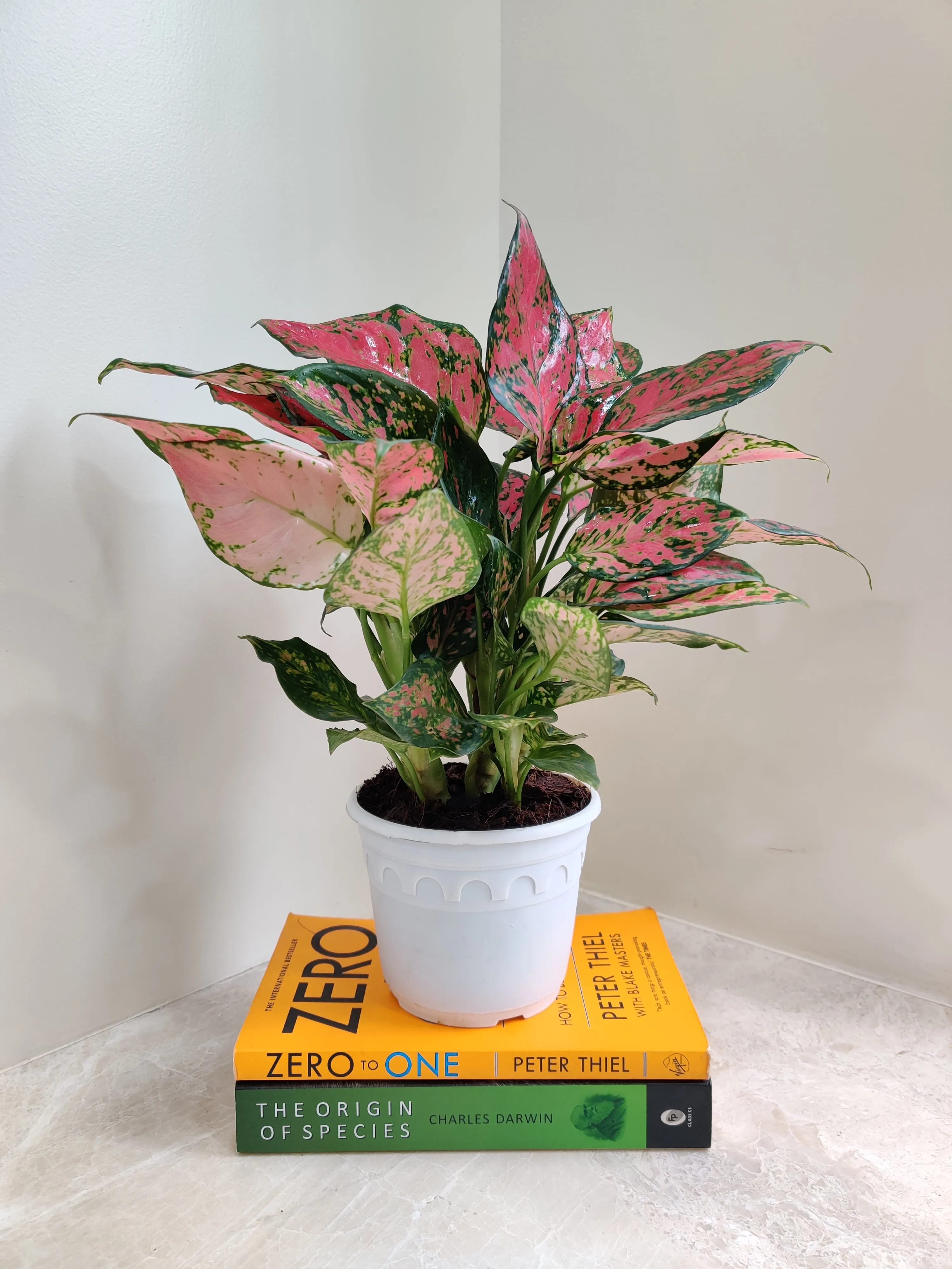 Aglaonema Beauty Big  Plant