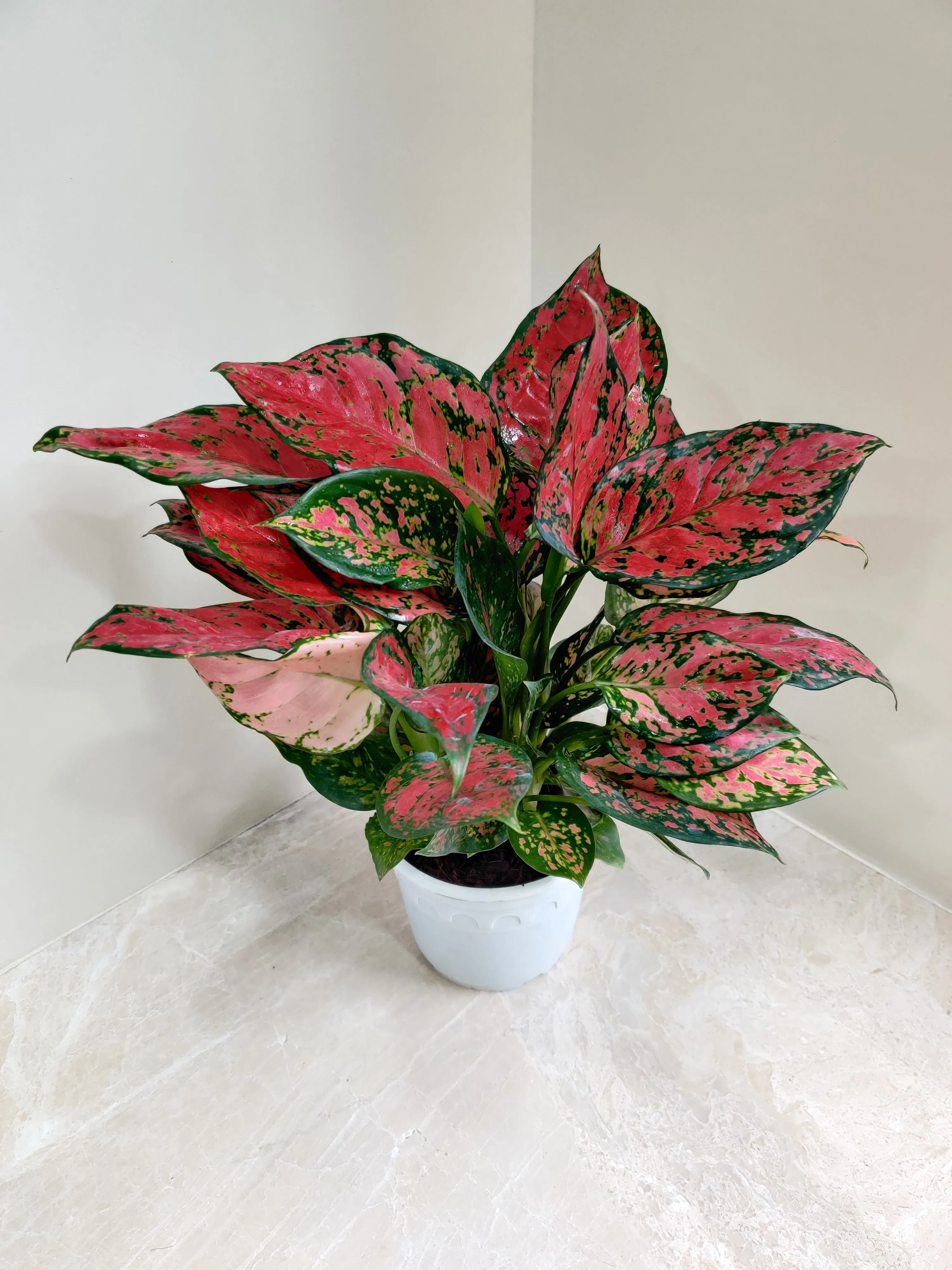Aglaonema Beauty Big  Plant