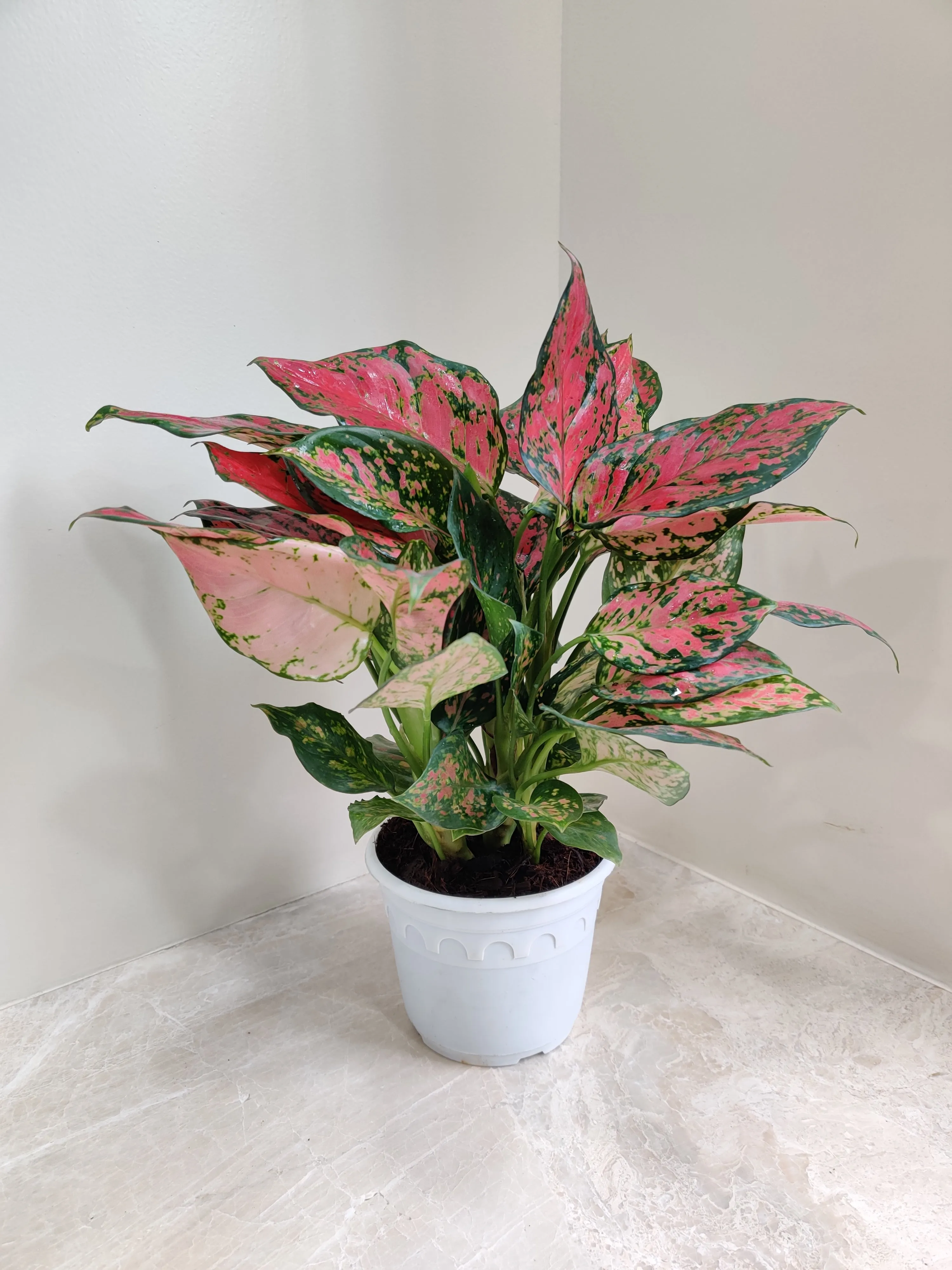 Aglaonema Beauty Big  Plant