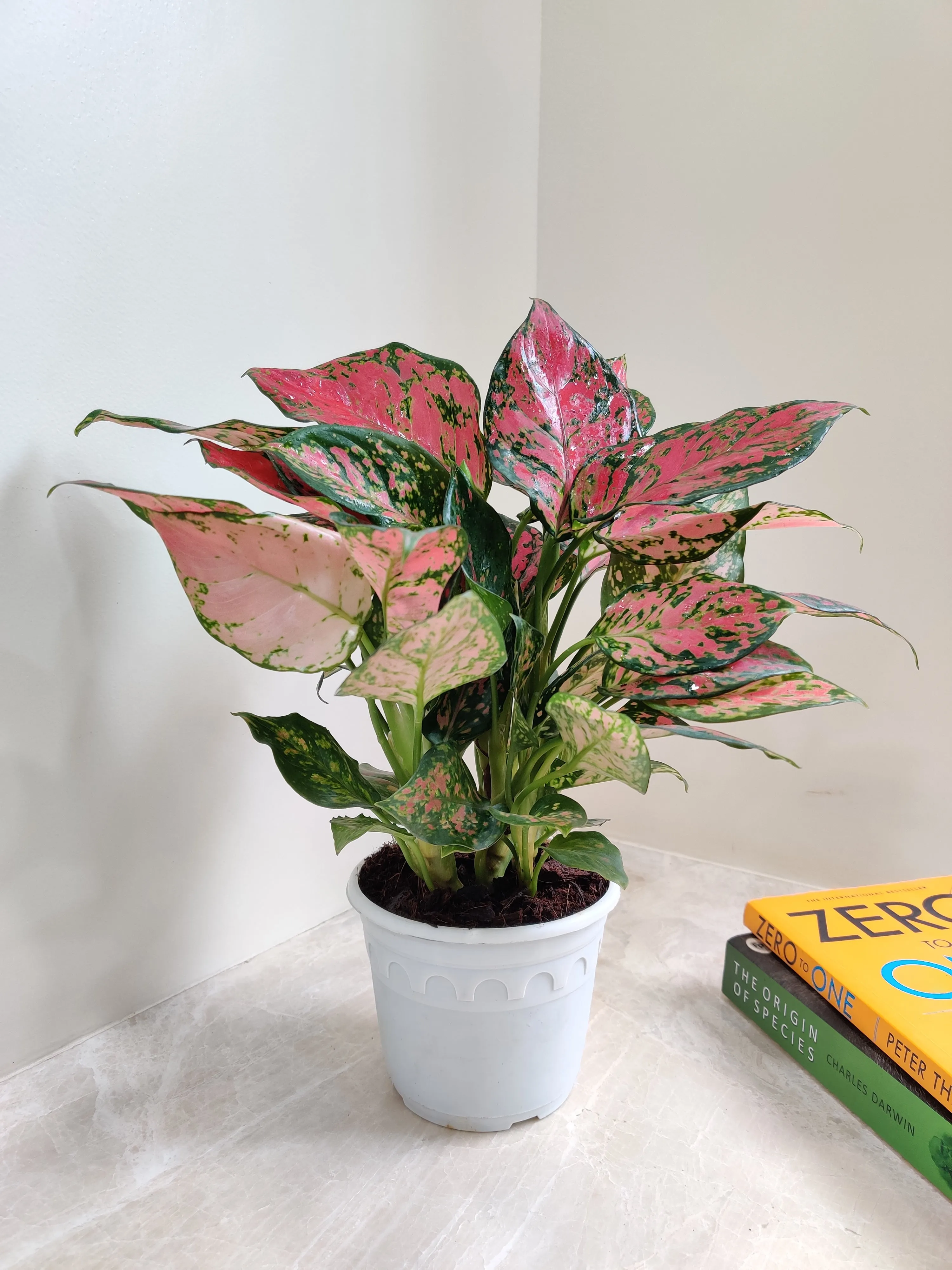 Aglaonema Beauty Big  Plant