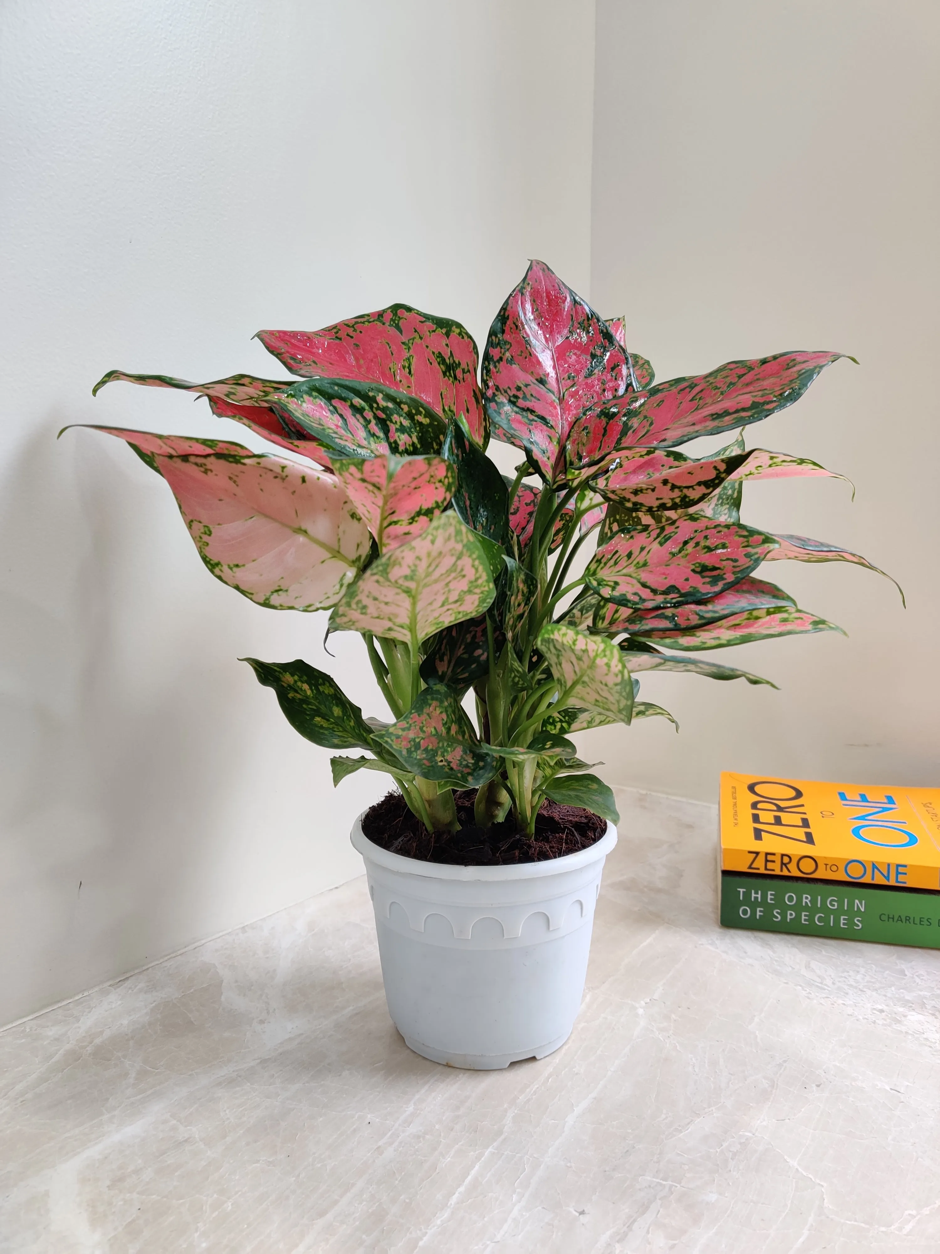 Aglaonema Beauty Big  Plant