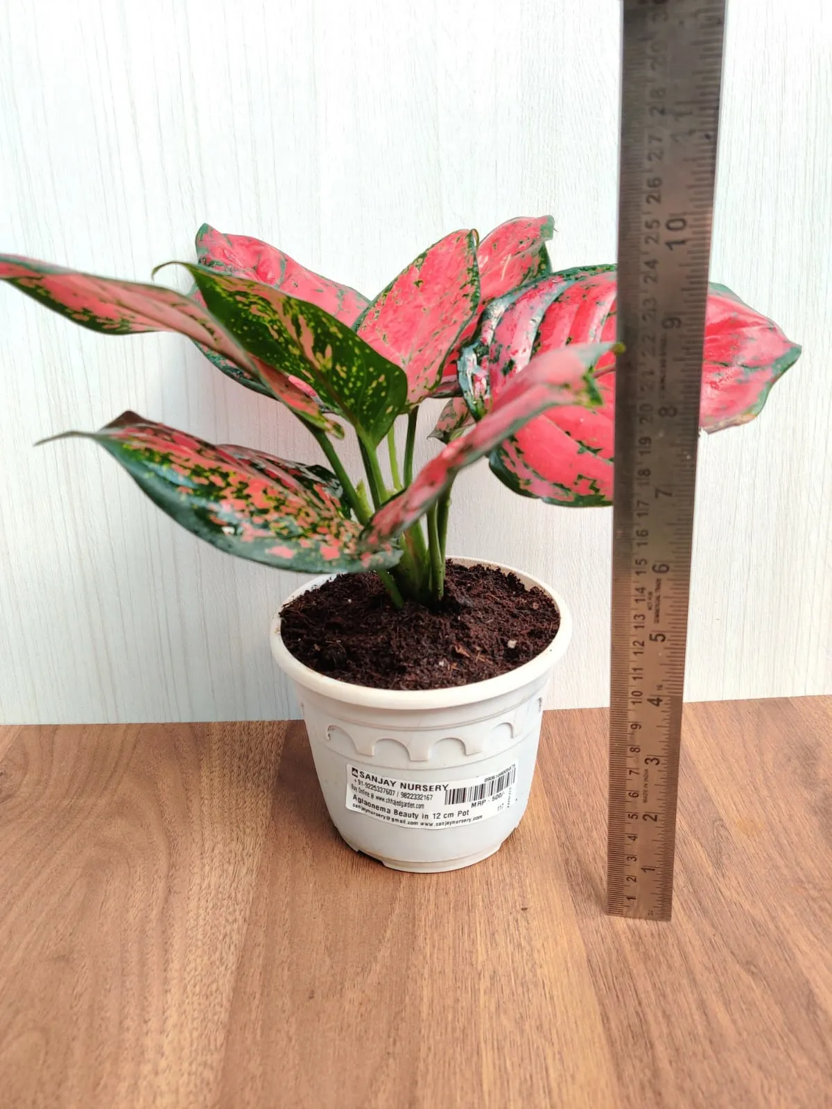 Aglaonema Beauty Big  Plant