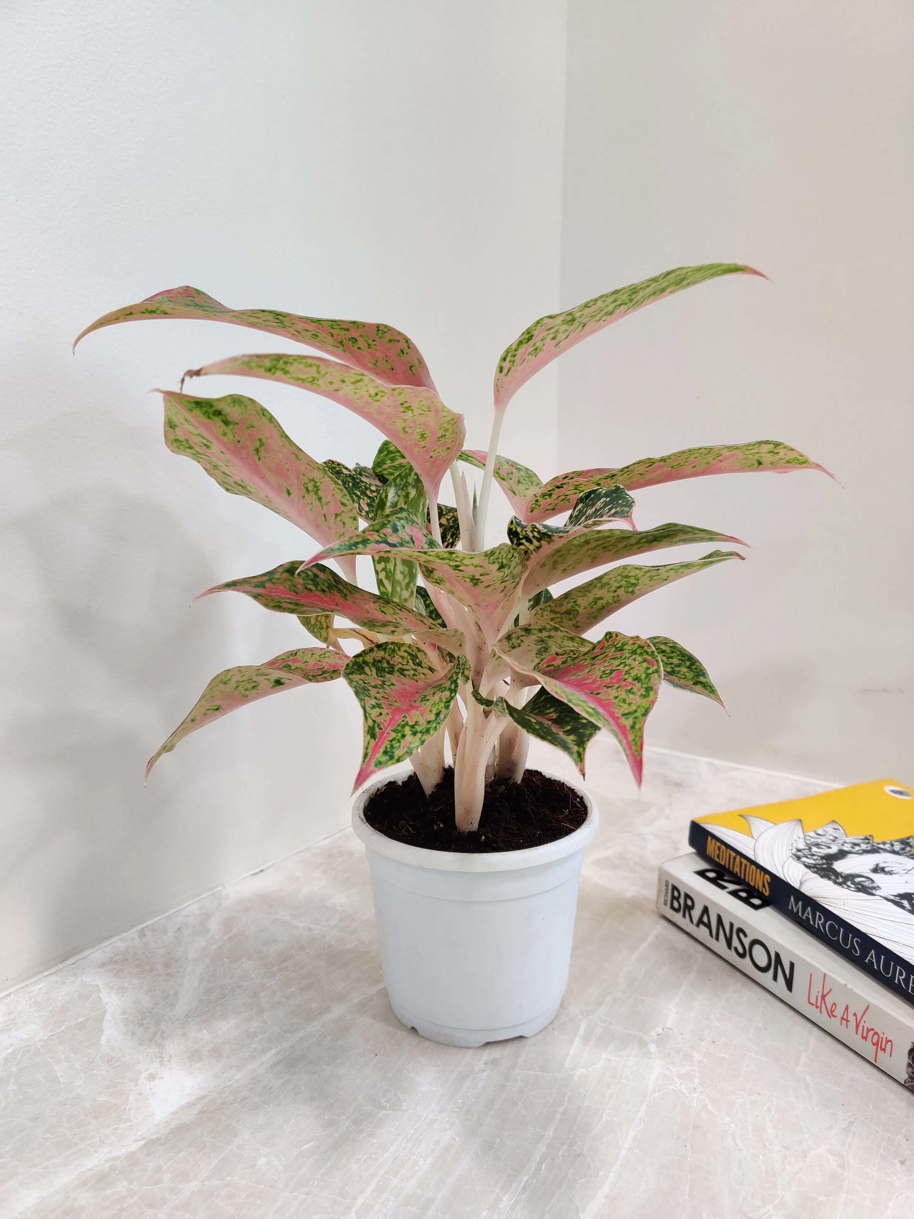 Aglaonema Firework Plant