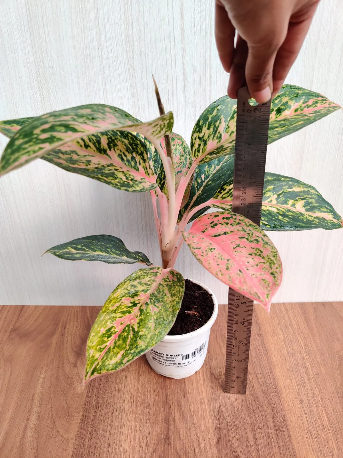 Aglaonema Firework Plant