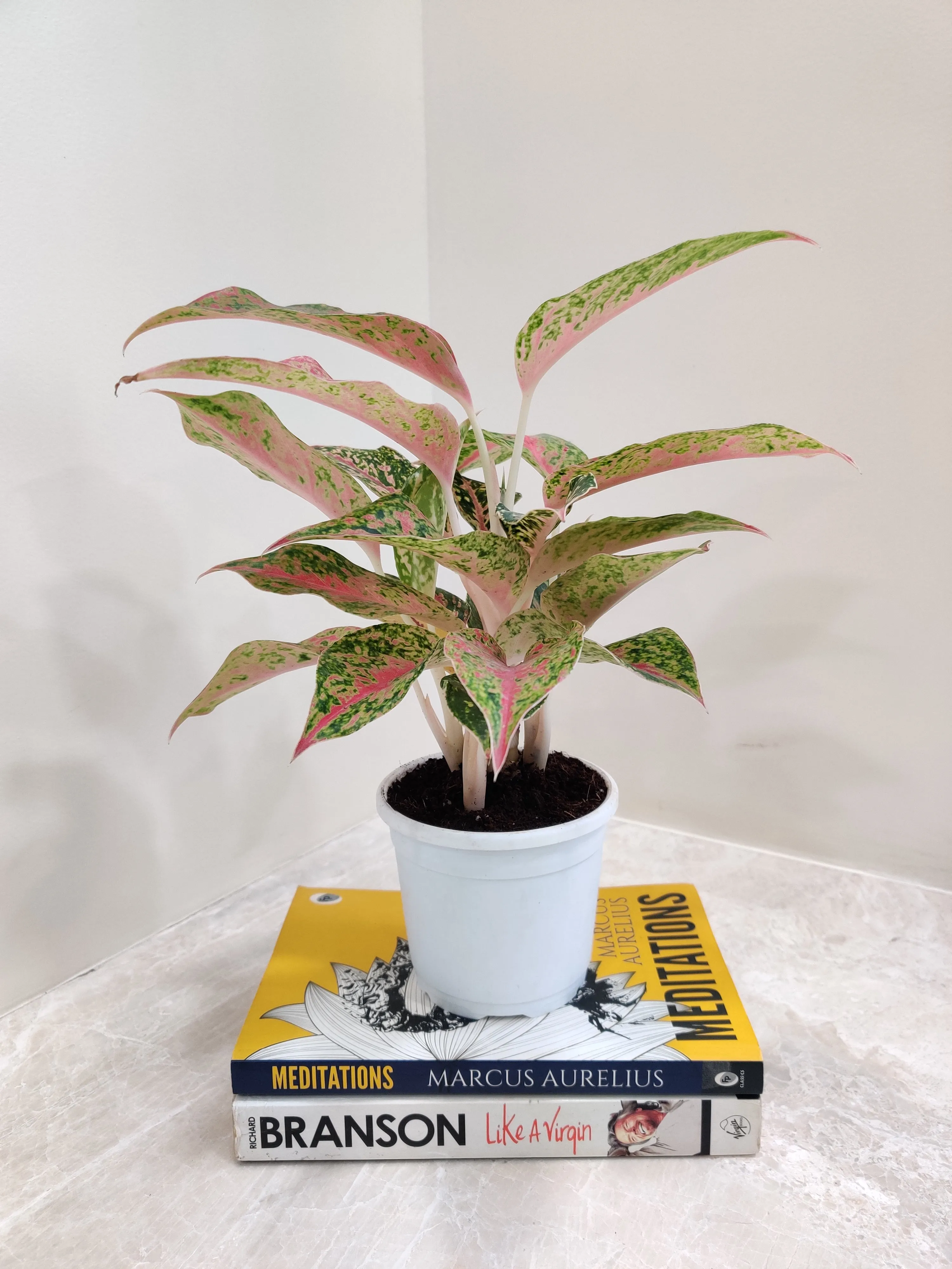 Aglaonema Firework Plant
