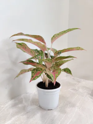 Aglaonema Firework Plant