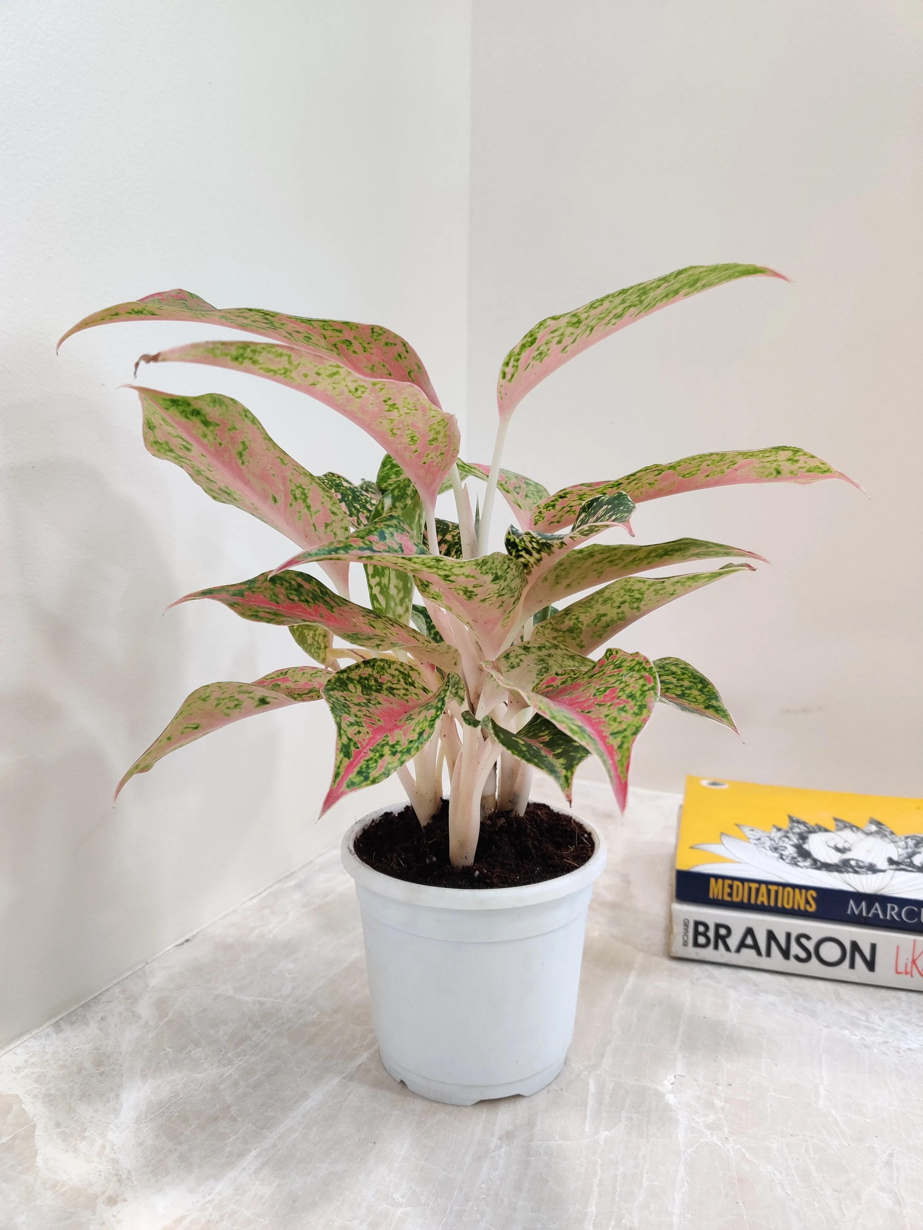 Aglaonema Firework Plant