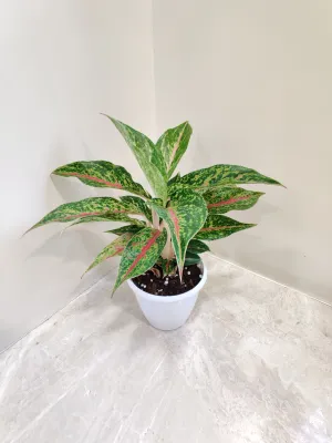 Aglaonema Happiness Plant