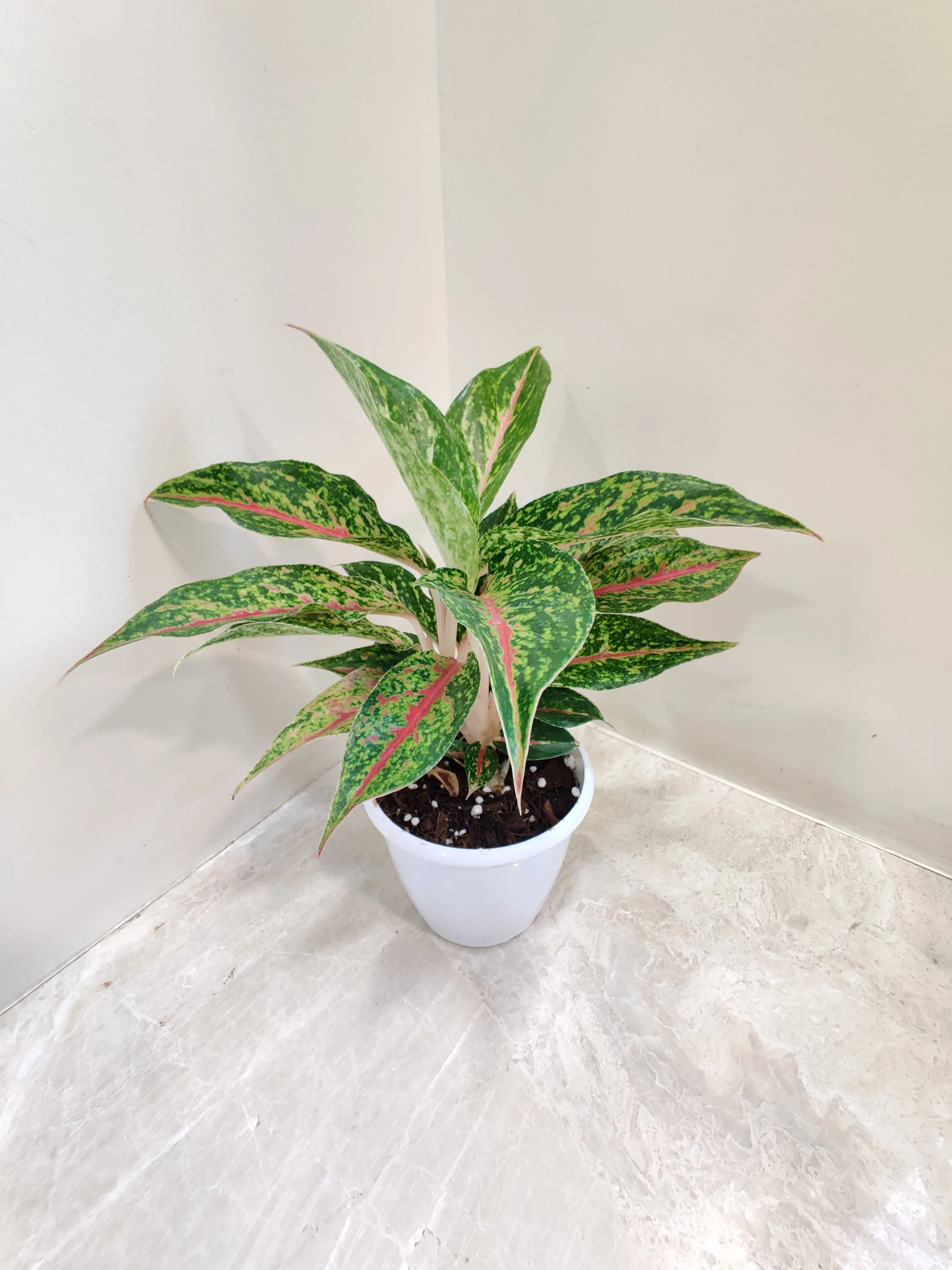 Aglaonema Happiness Plant