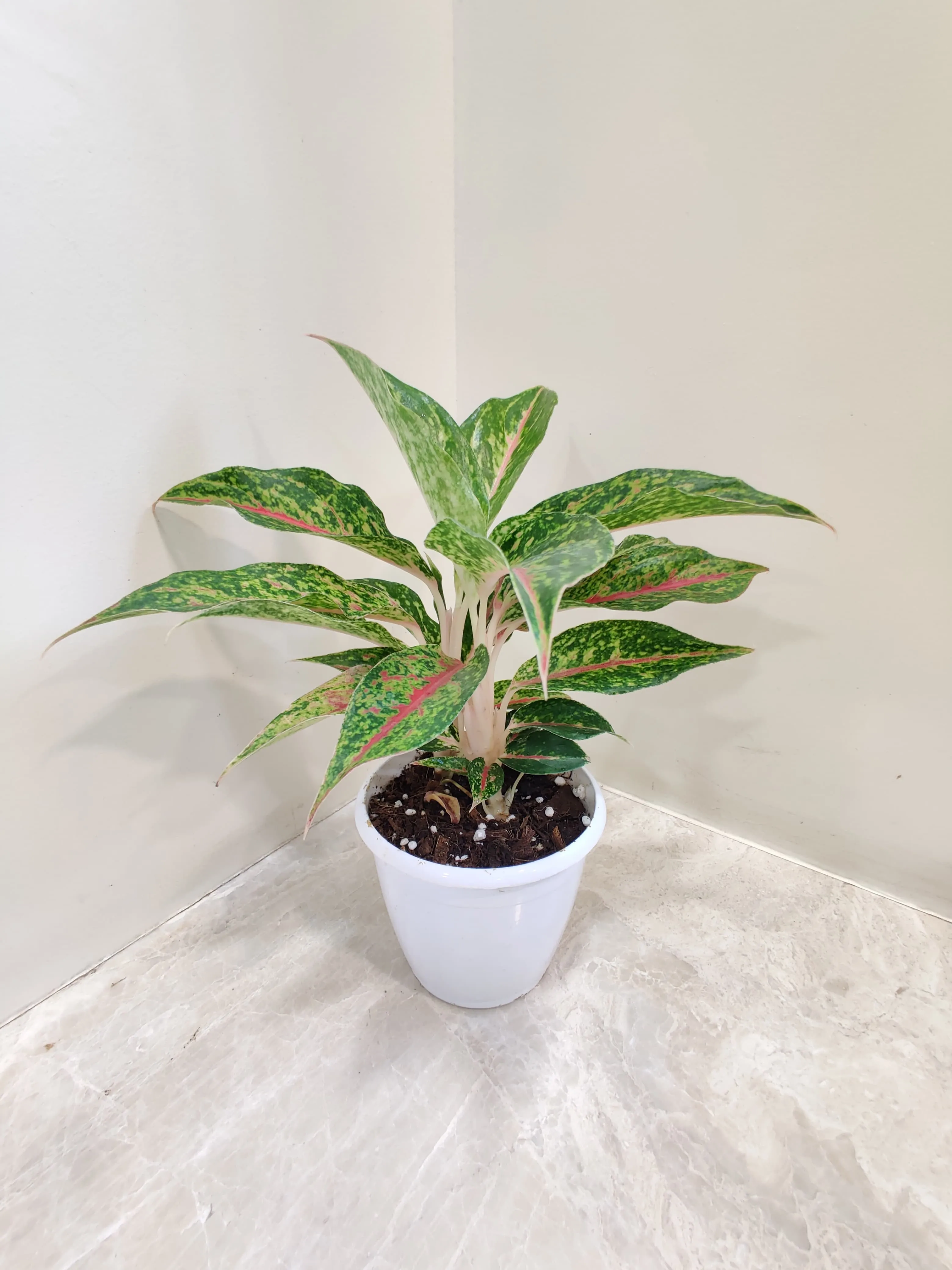 Aglaonema Happiness Plant