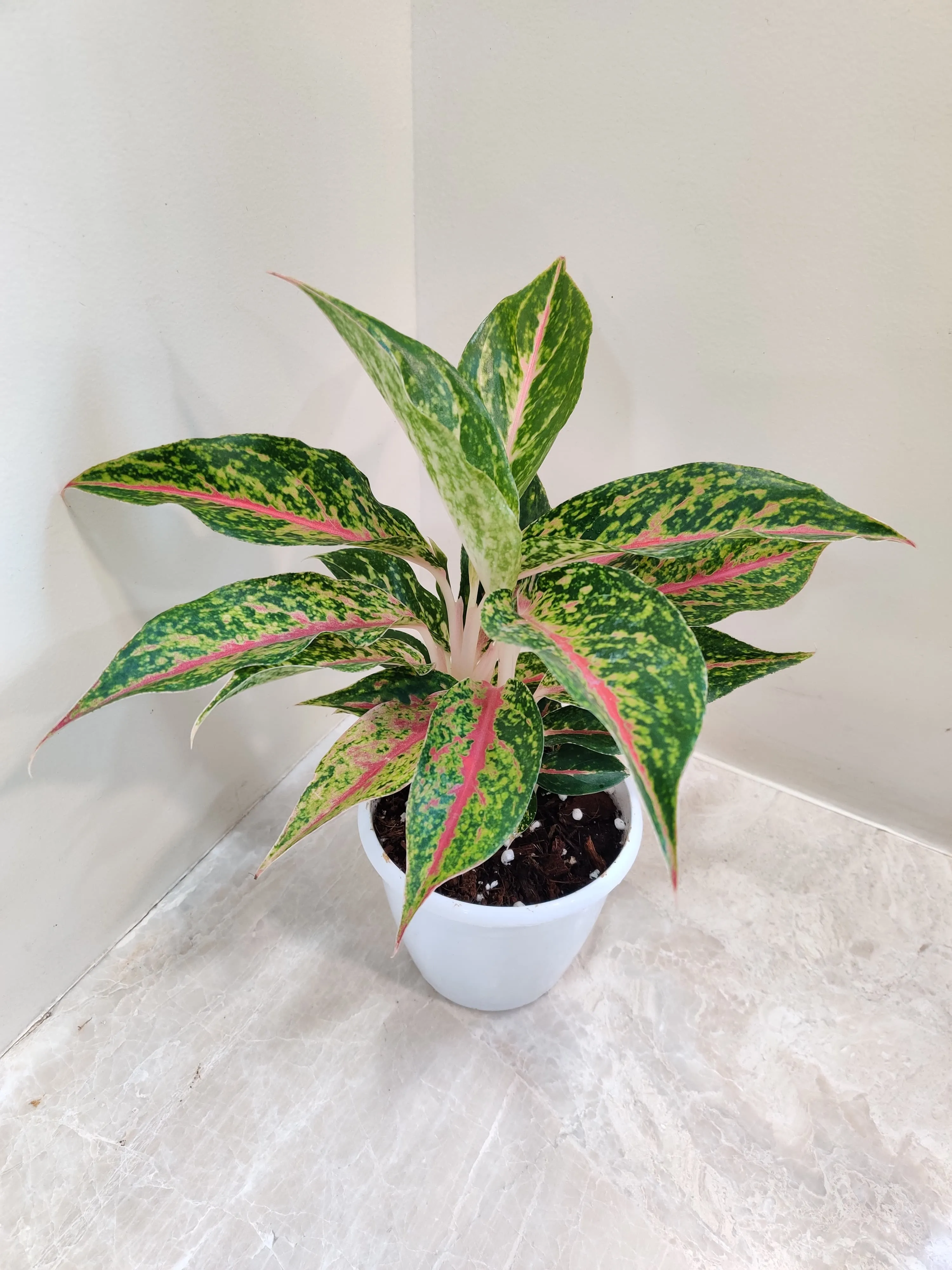 Aglaonema Happiness Plant