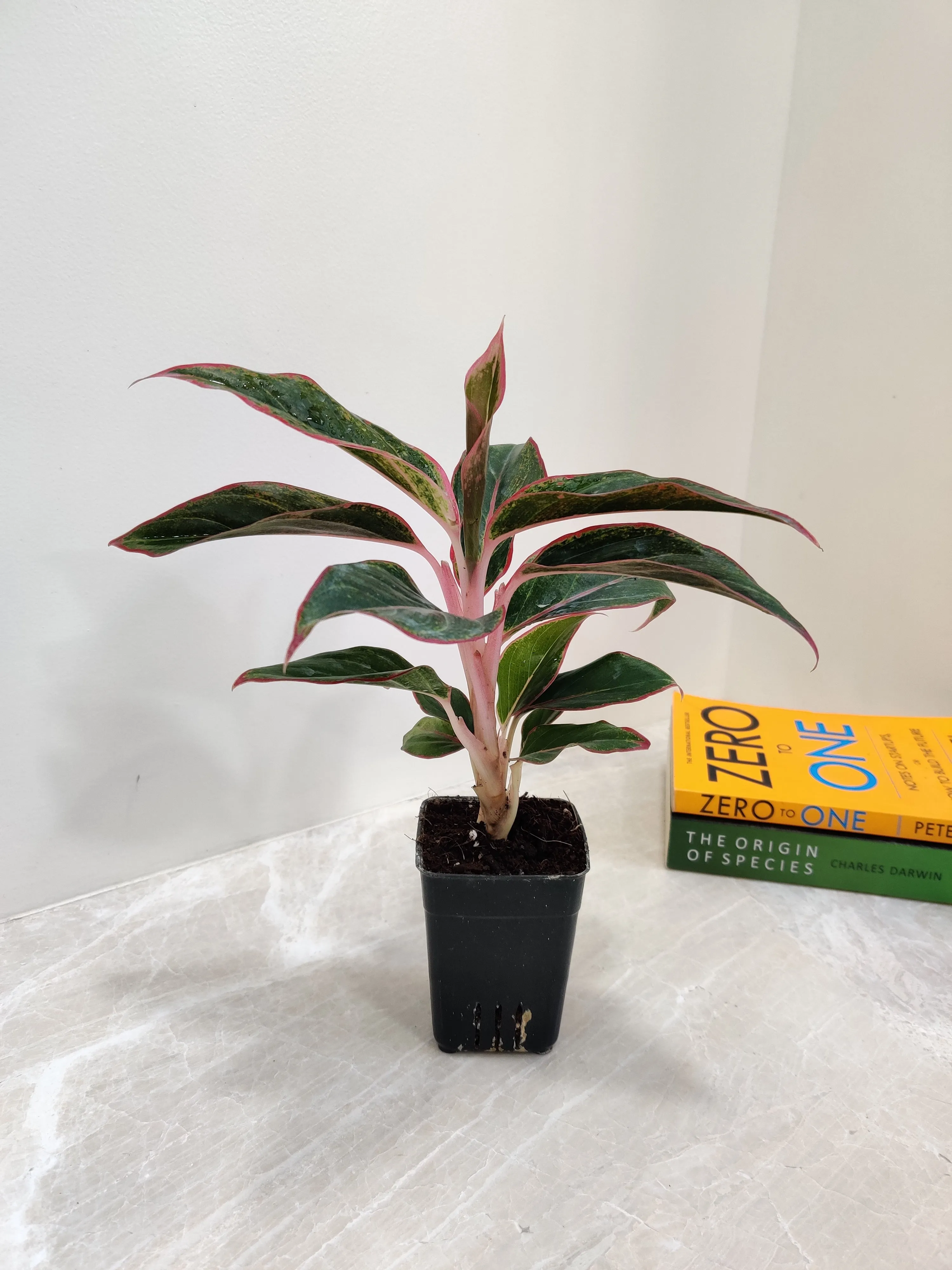 Aglaonema Lipstick Red small Plant