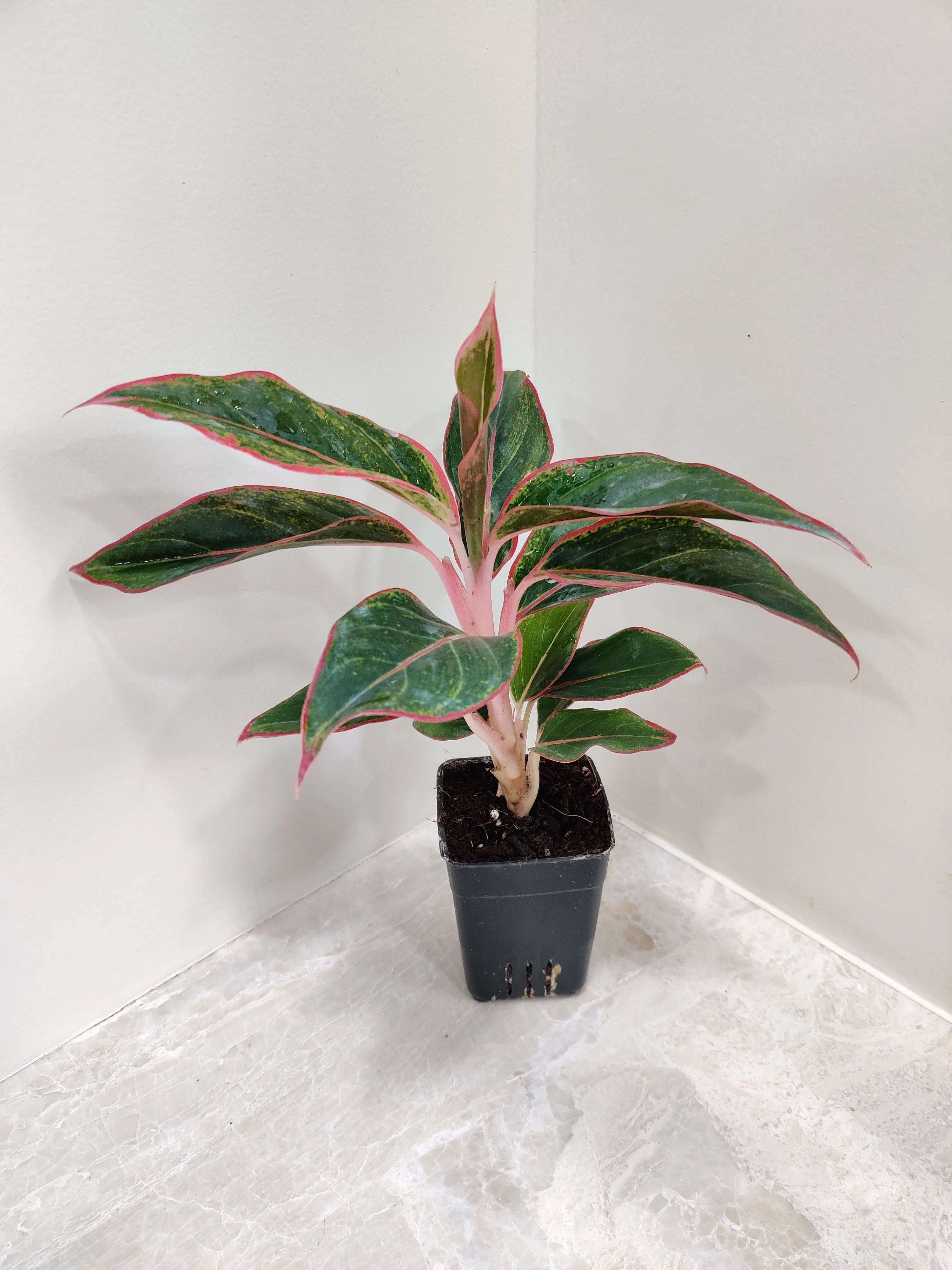 Aglaonema Lipstick Red small Plant