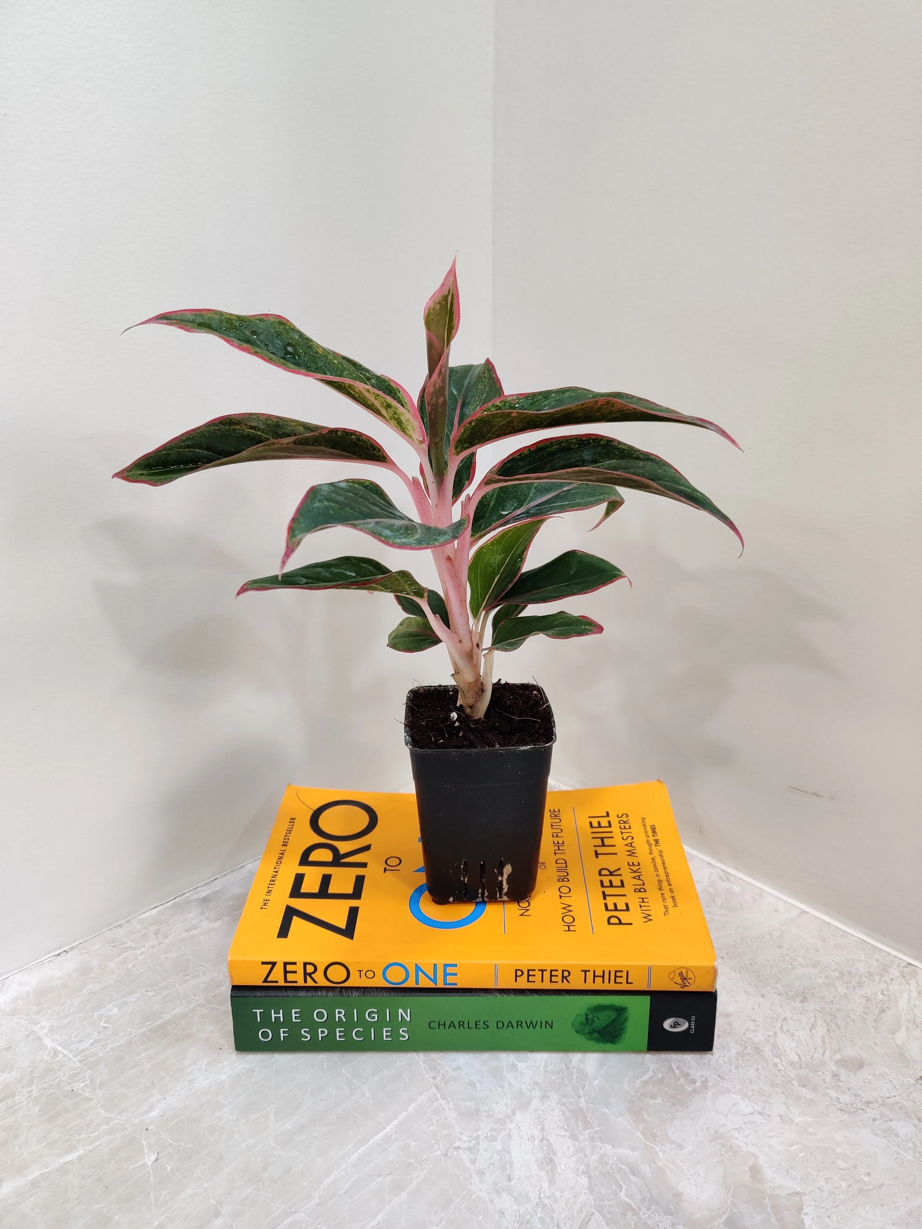 Aglaonema Lipstick Red small Plant