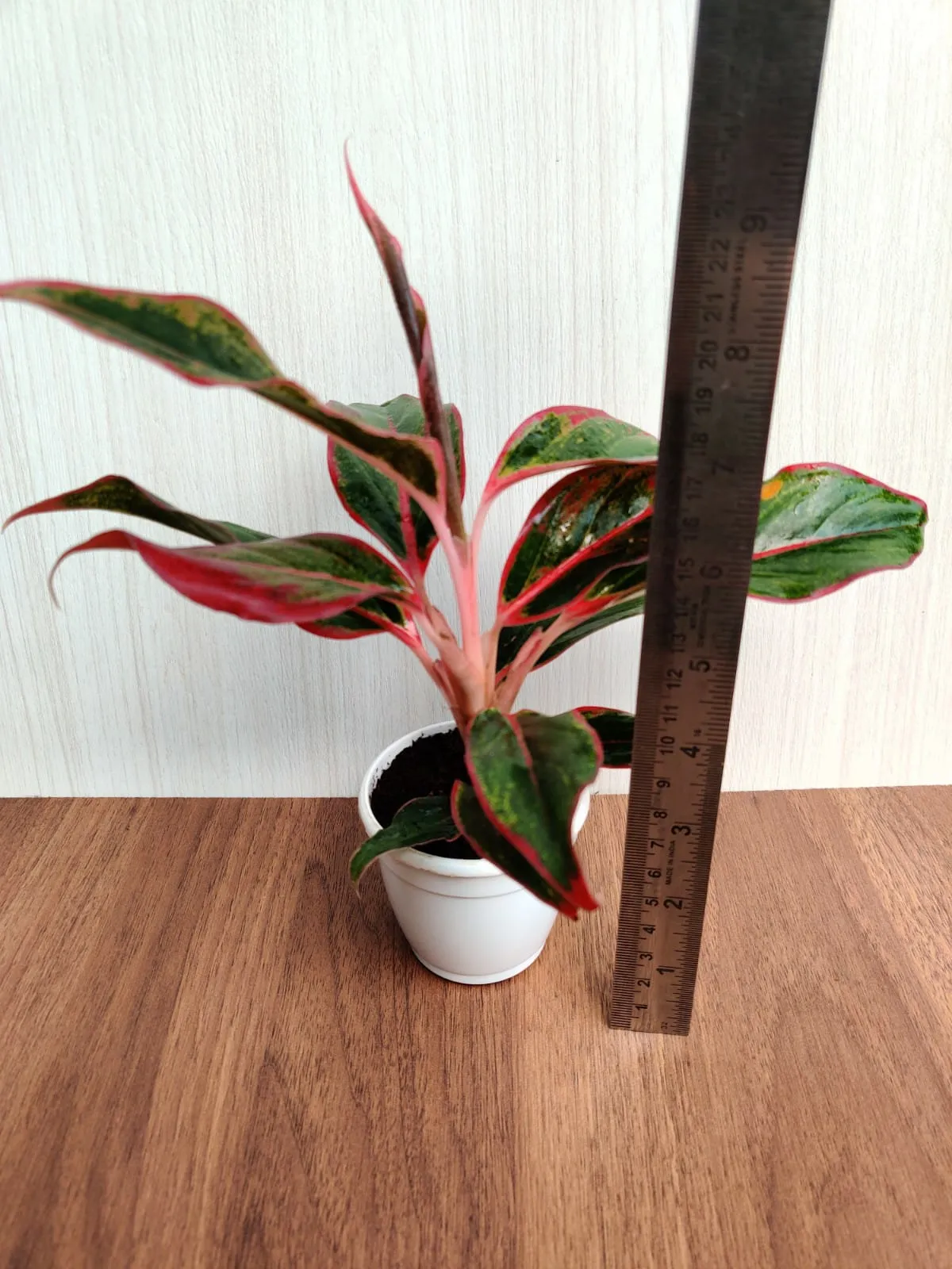Aglaonema Lipstick Red small Plant