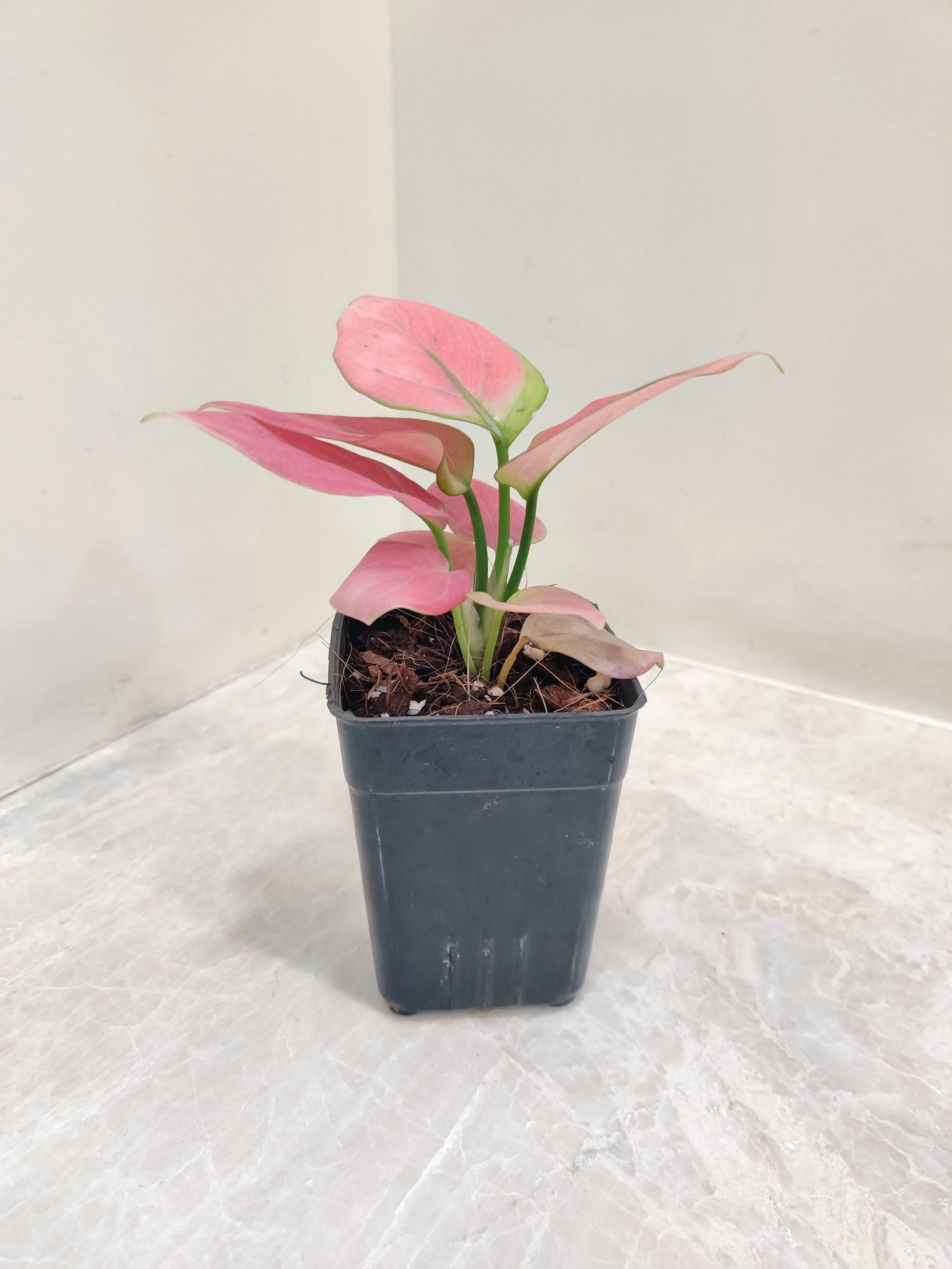Aglaonema Magical Gal Plant