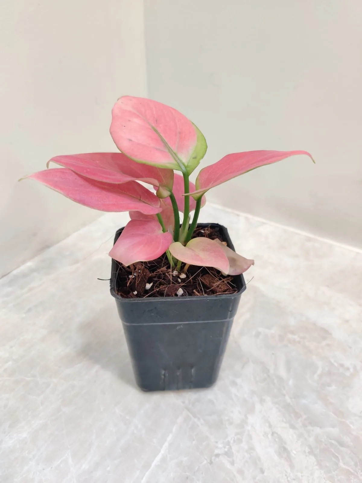 Aglaonema Magical Gal Plant