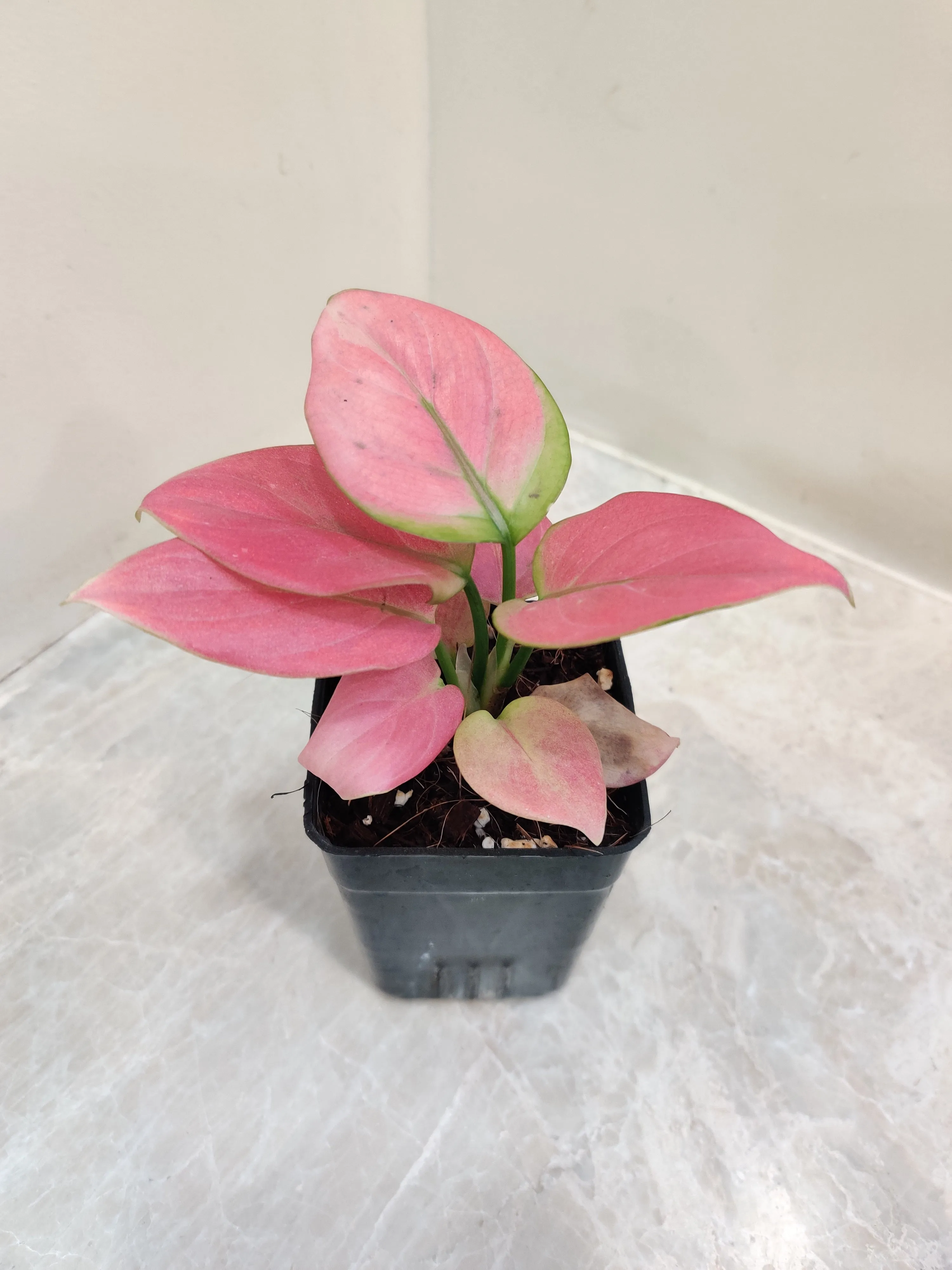 Aglaonema Magical Gal Plant