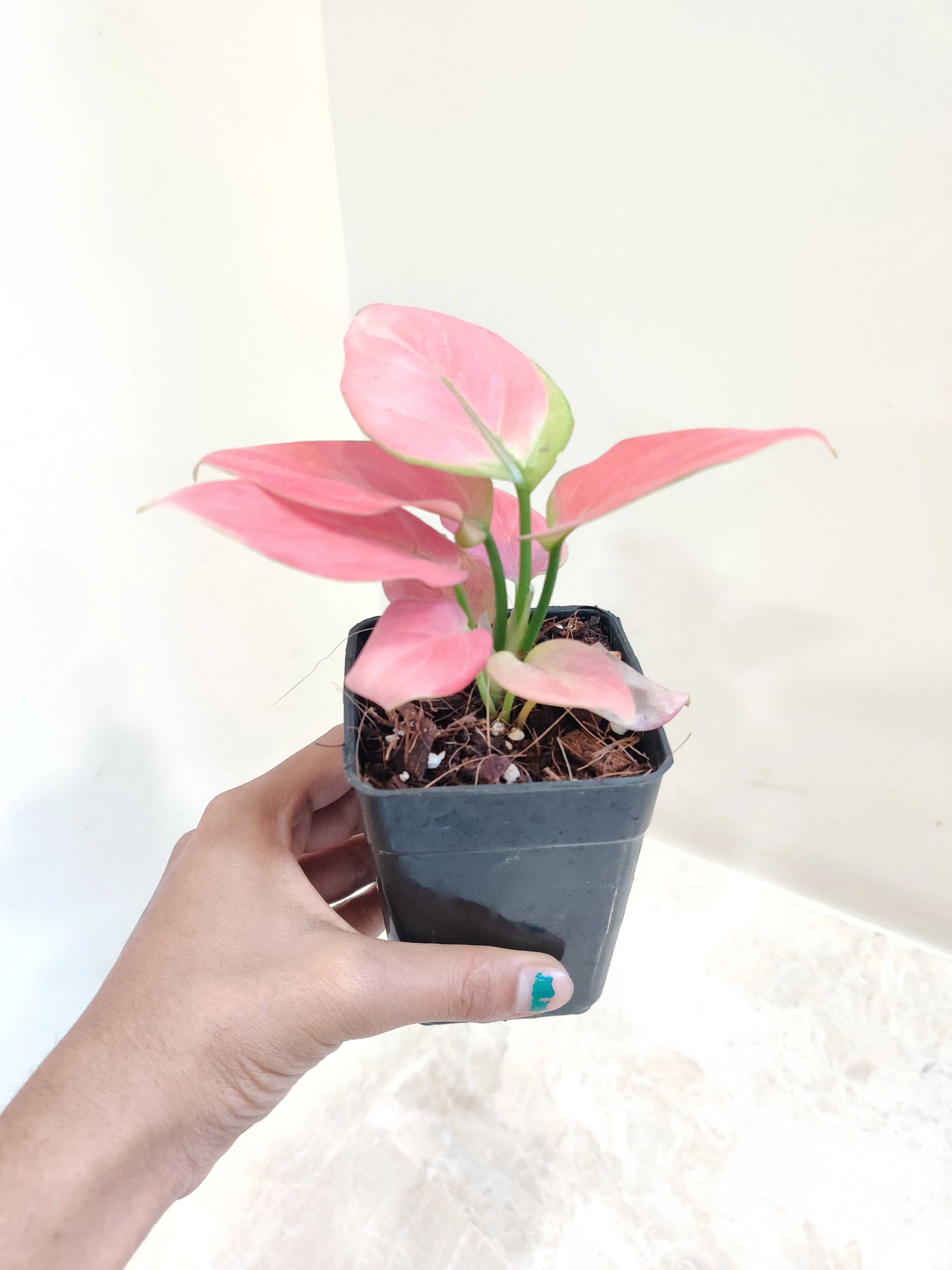Aglaonema Magical Gal Plant