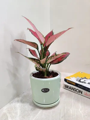 Aglaonema Pink Beauty Corporate Gift Plant