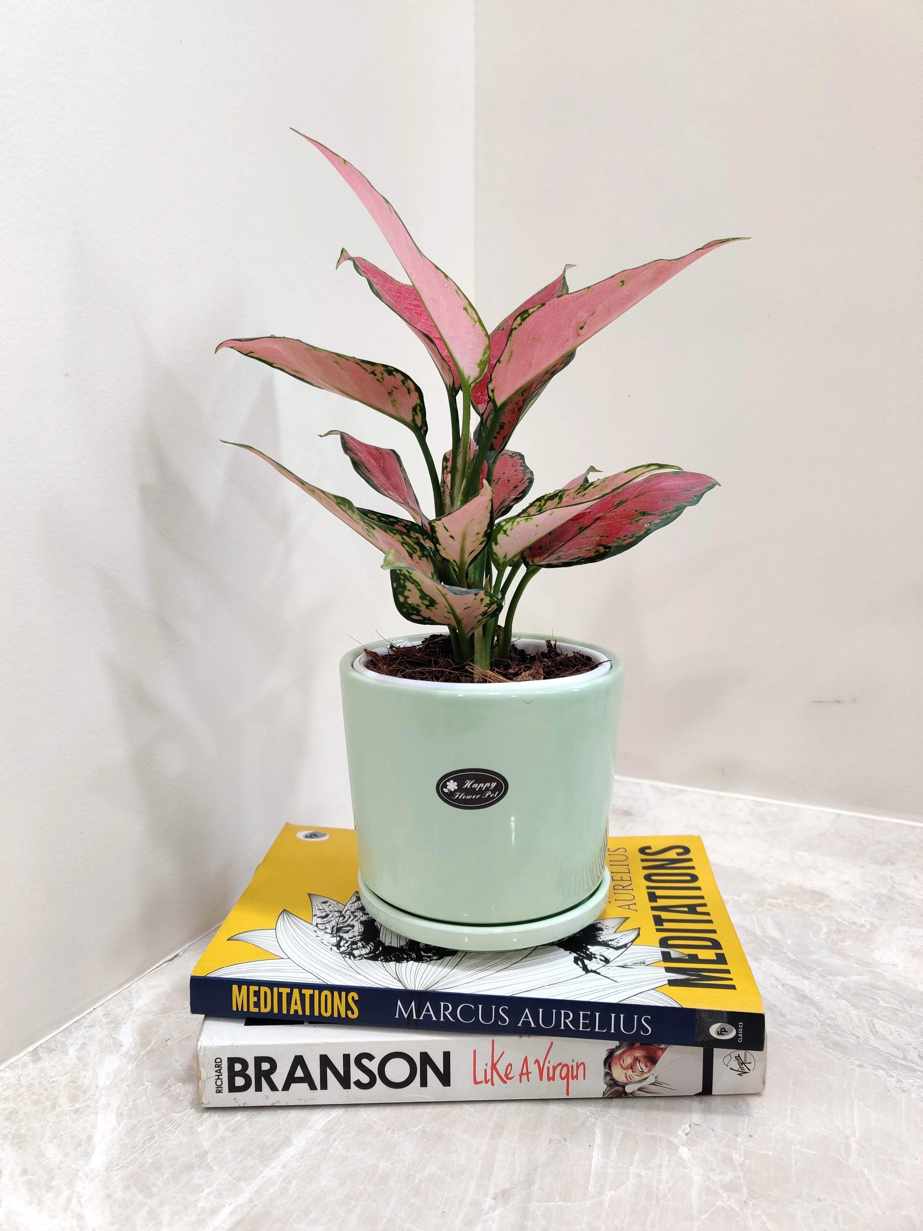 Aglaonema Pink Beauty Corporate Gift Plant