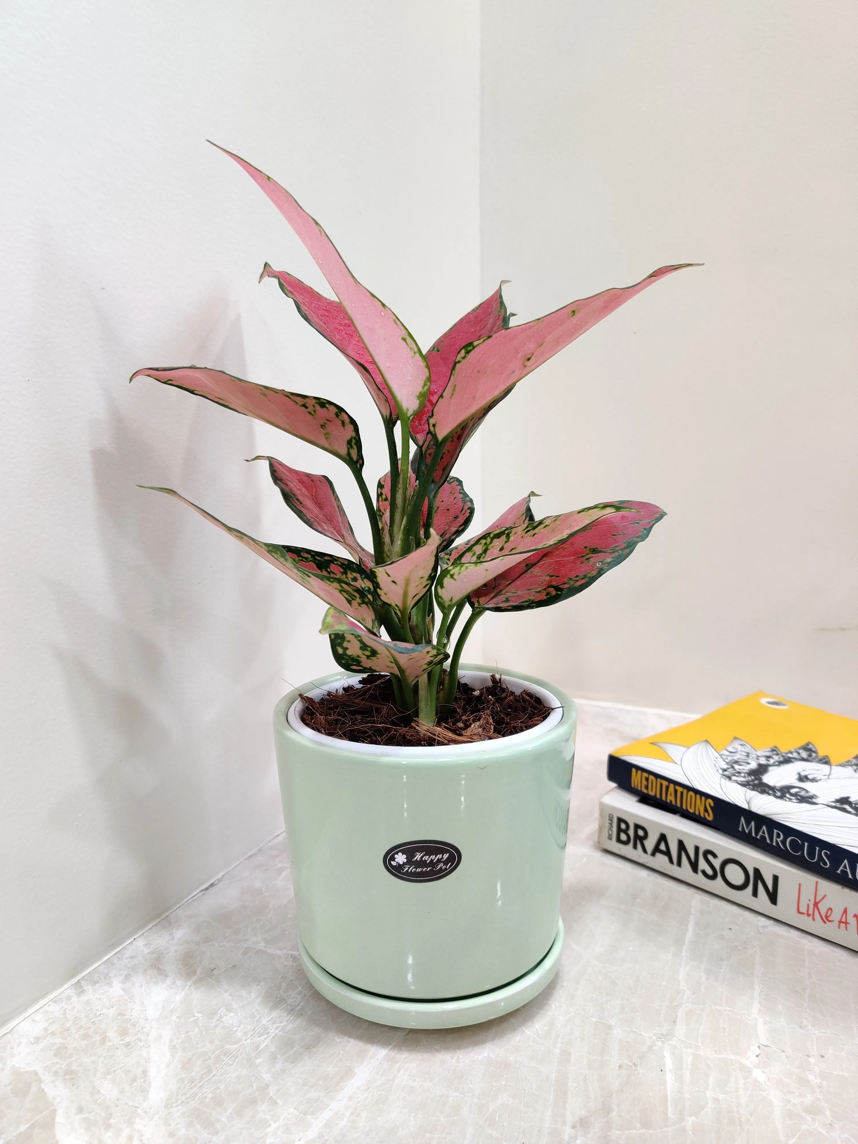Aglaonema Pink Beauty Corporate Gift Plant