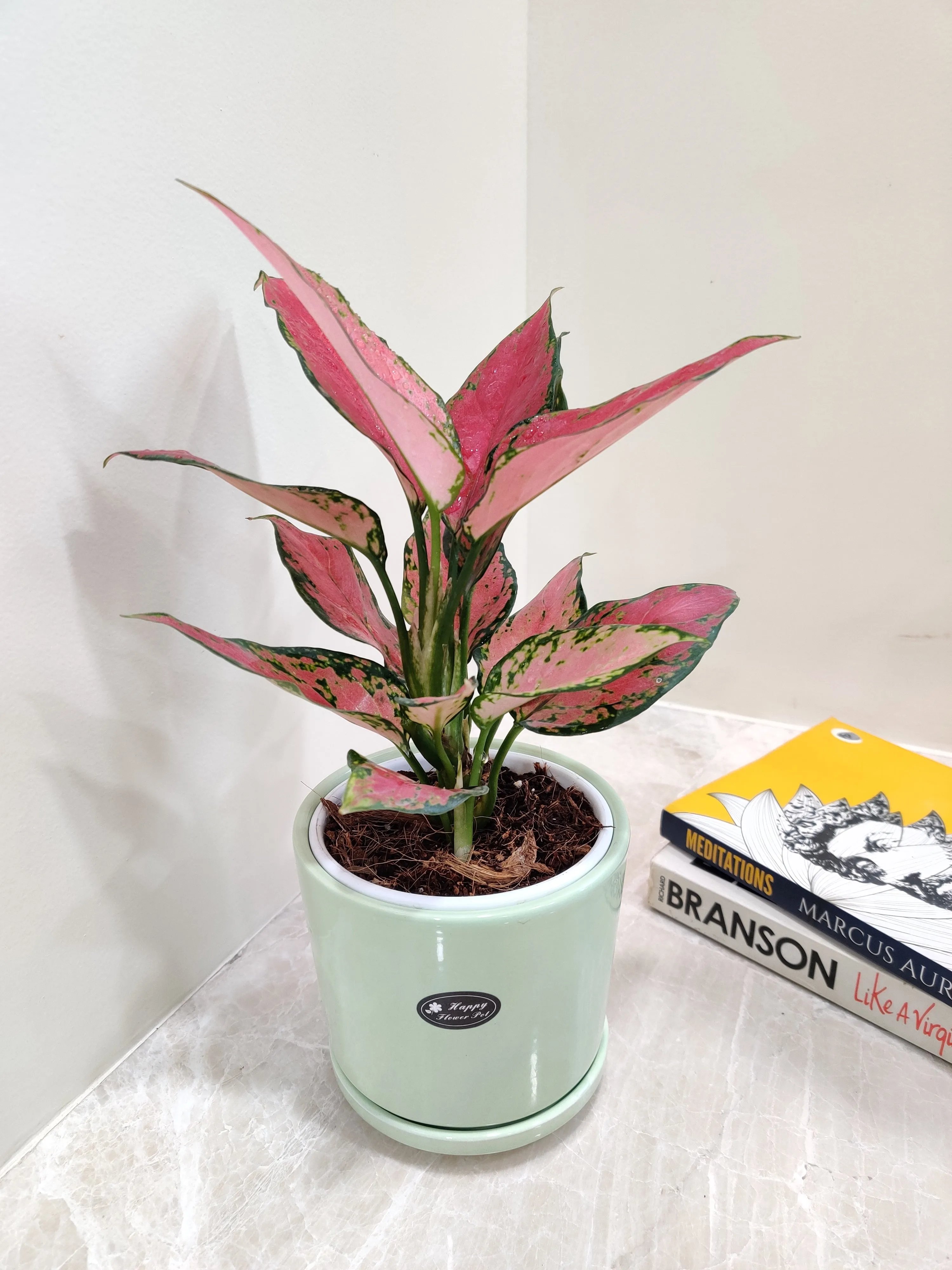 Aglaonema Pink Beauty Corporate Gift Plant