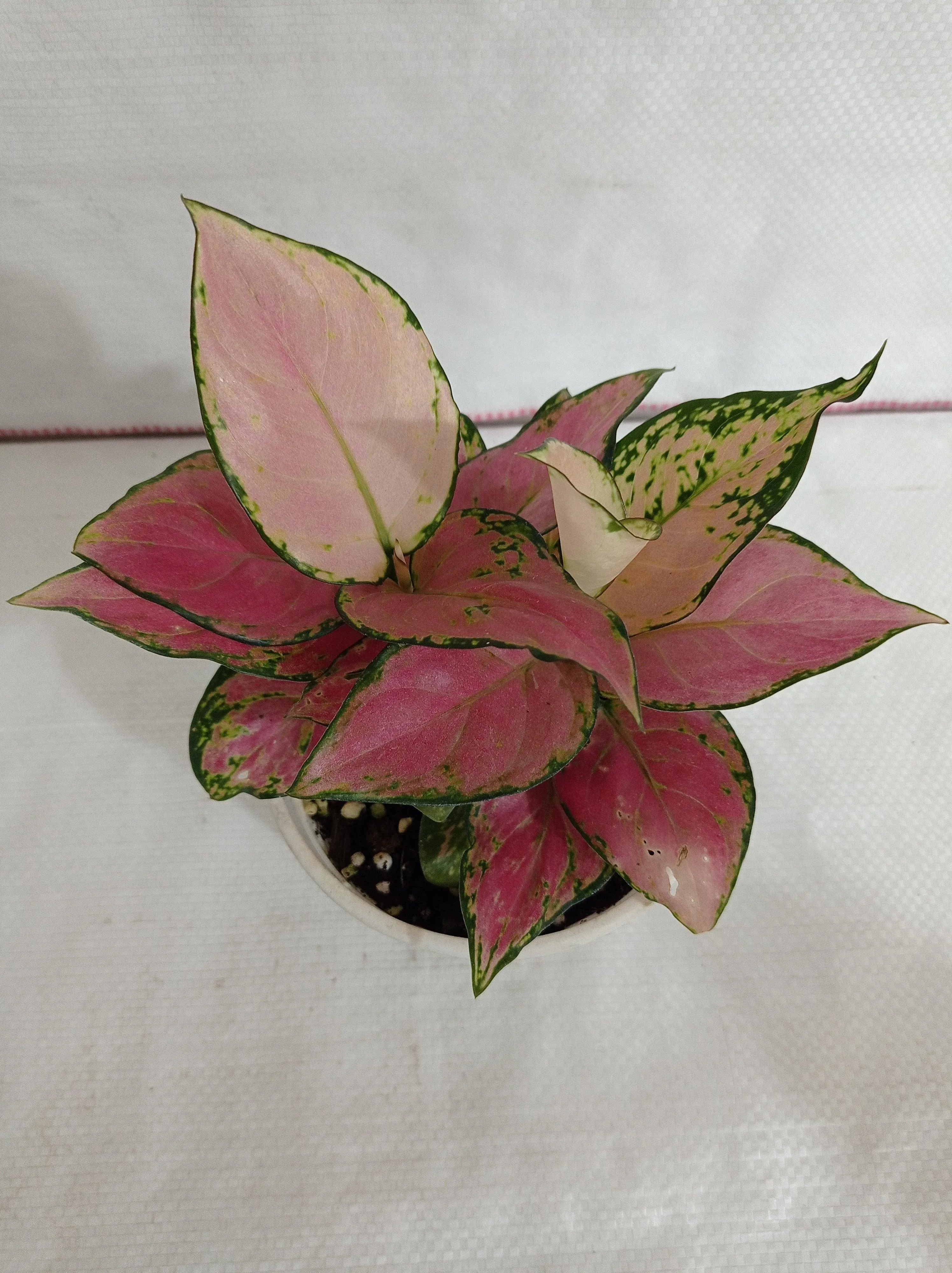 Aglaonema Pink Plant