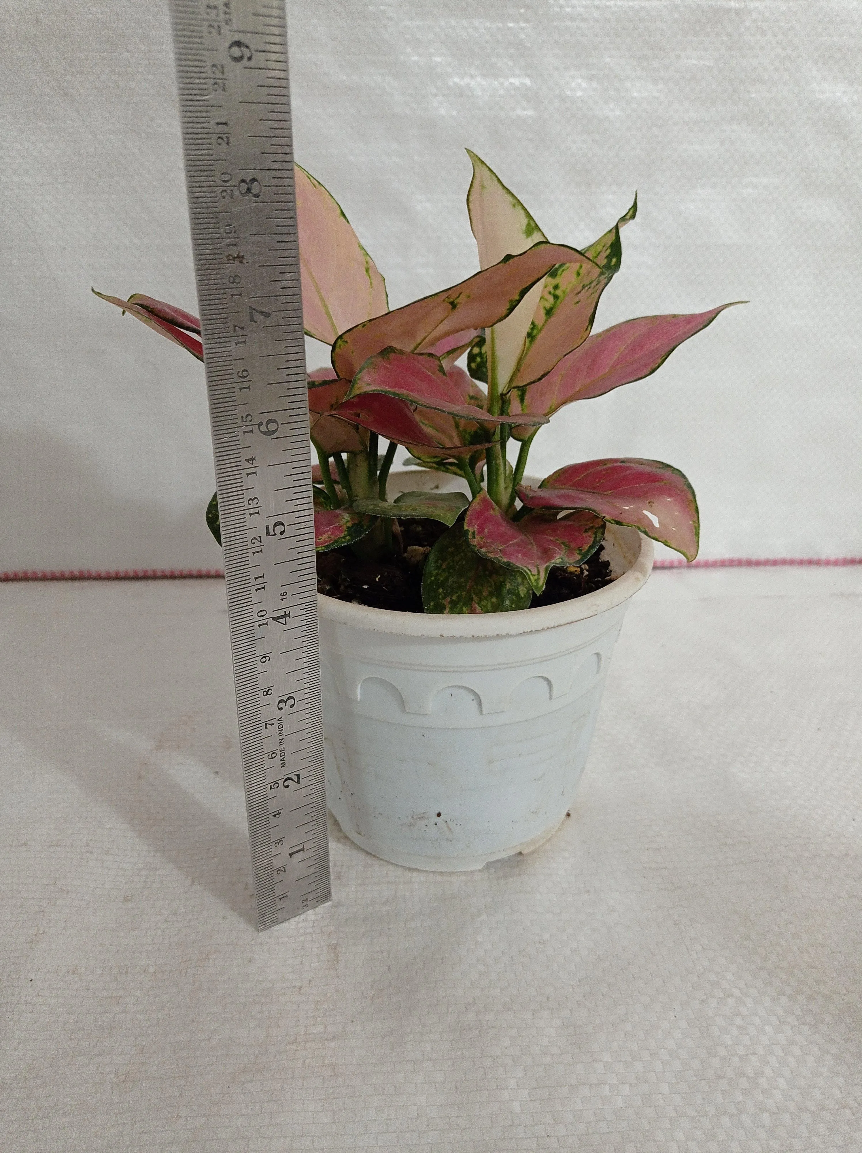 Aglaonema Pink Plant