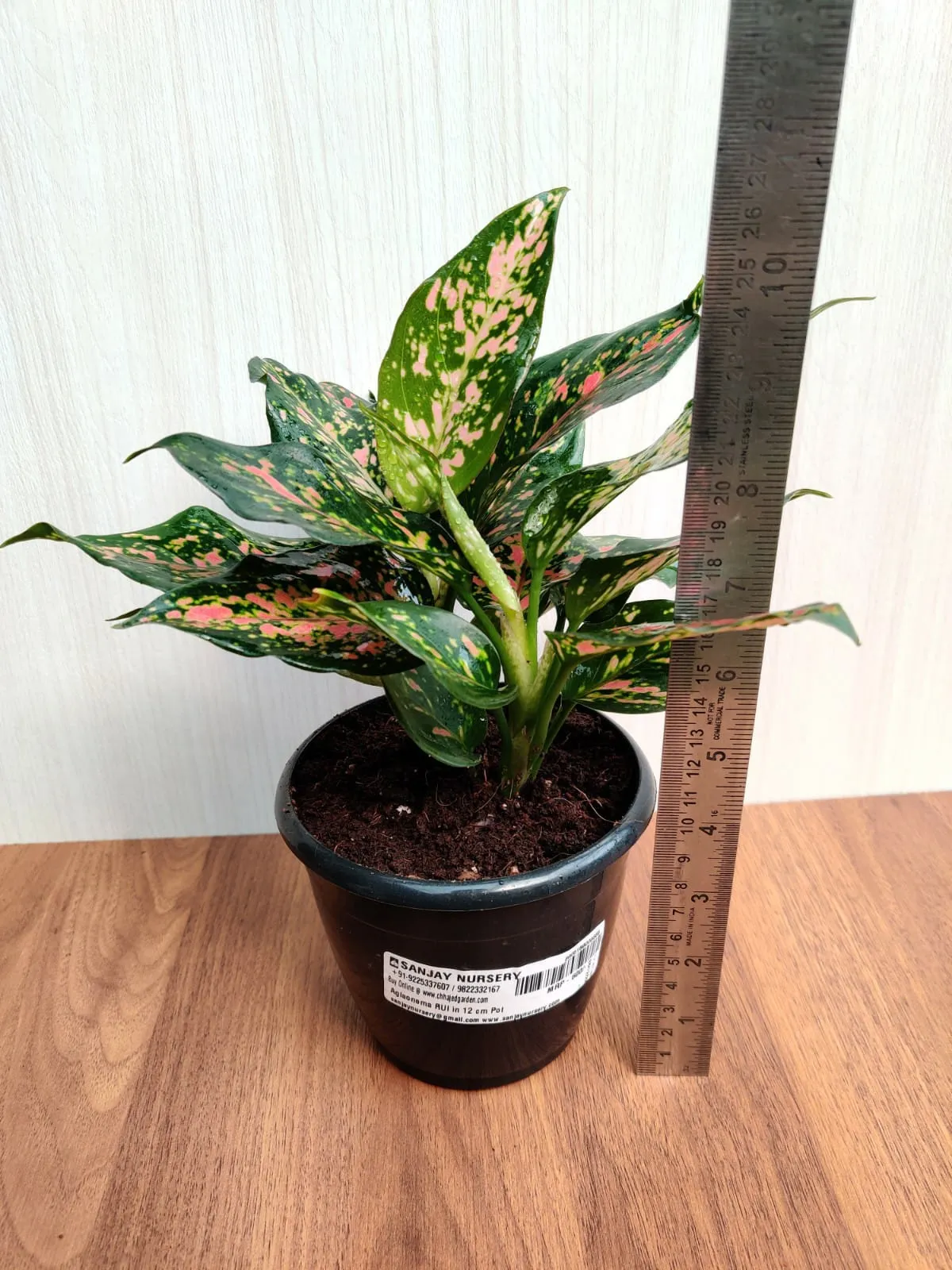 Aglaonema Rui  Big Plant