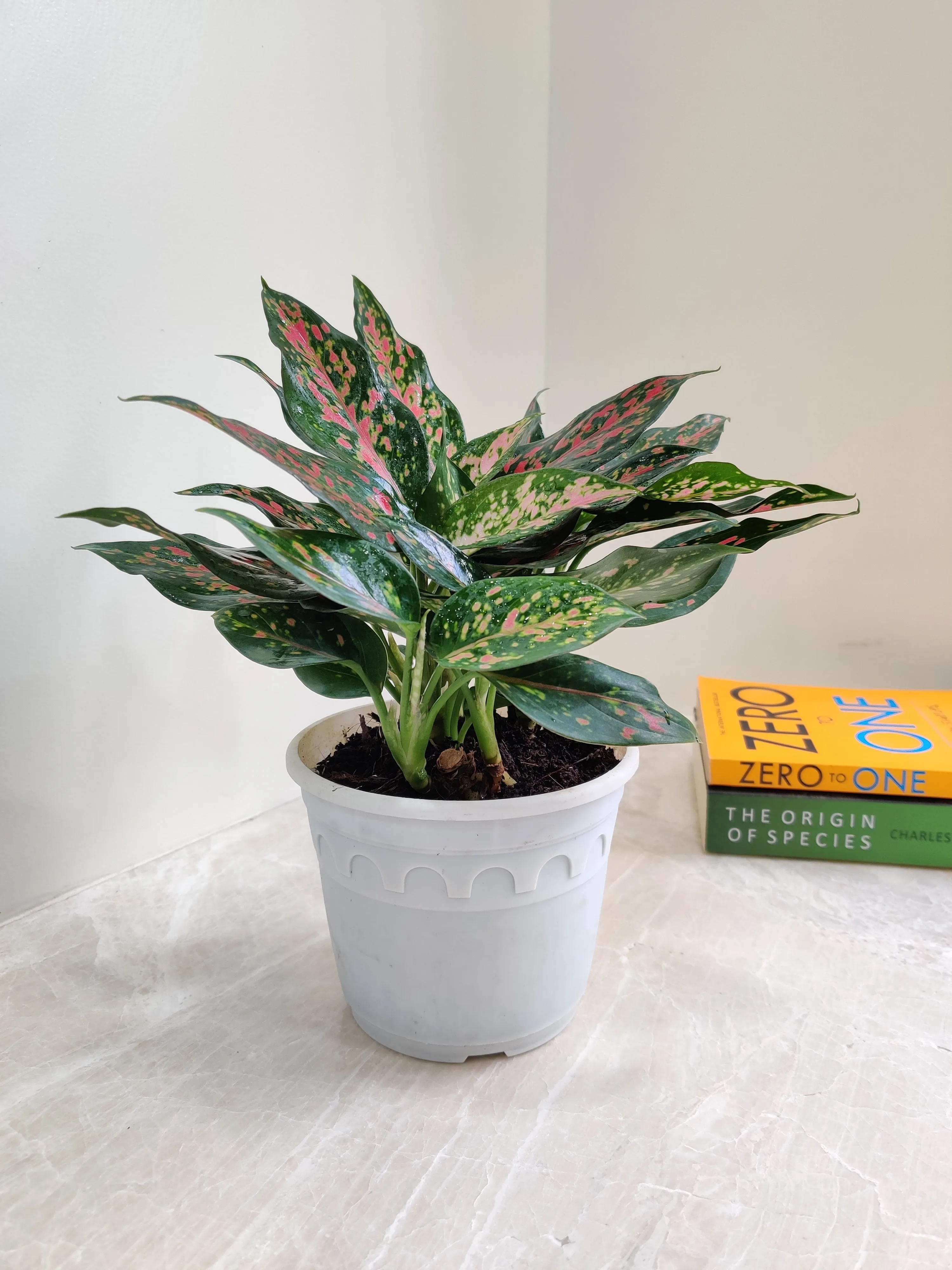 Aglaonema Rui  Big Plant