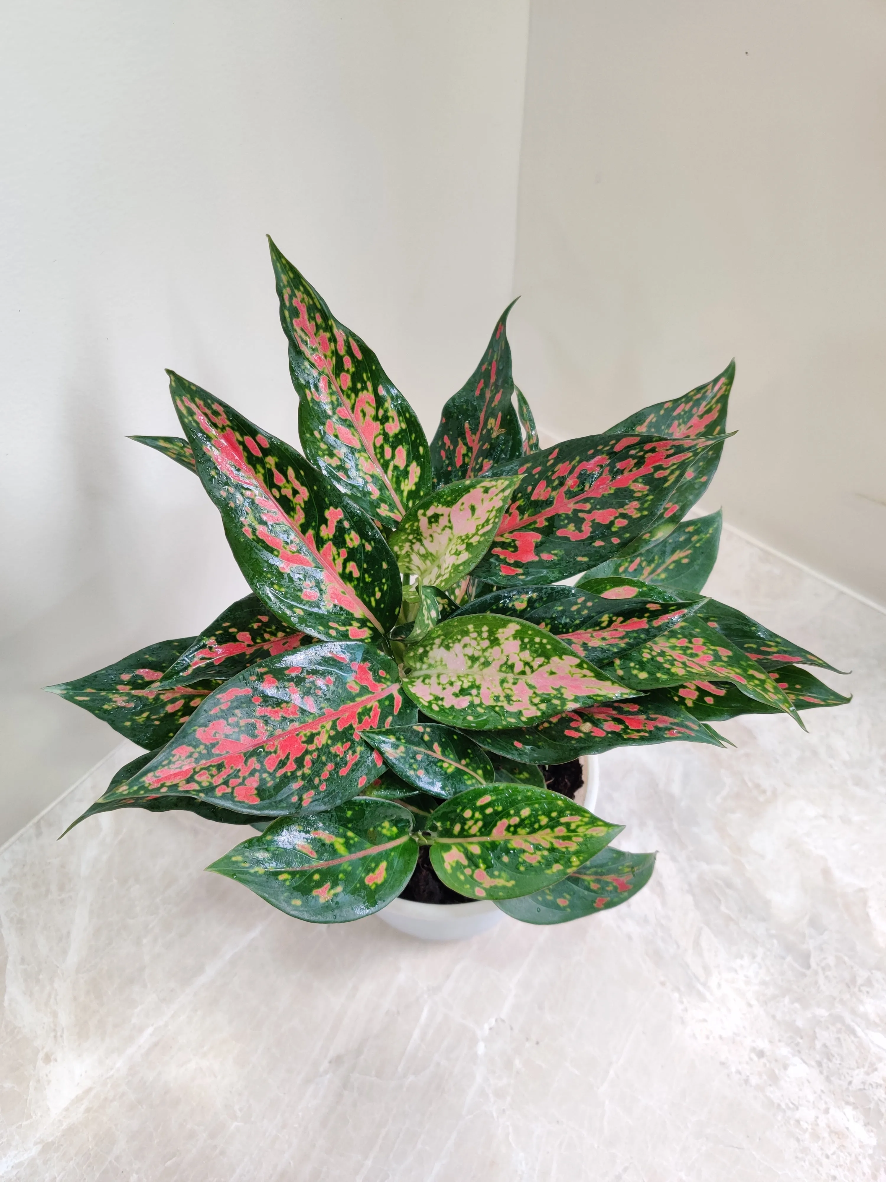 Aglaonema Rui  Big Plant