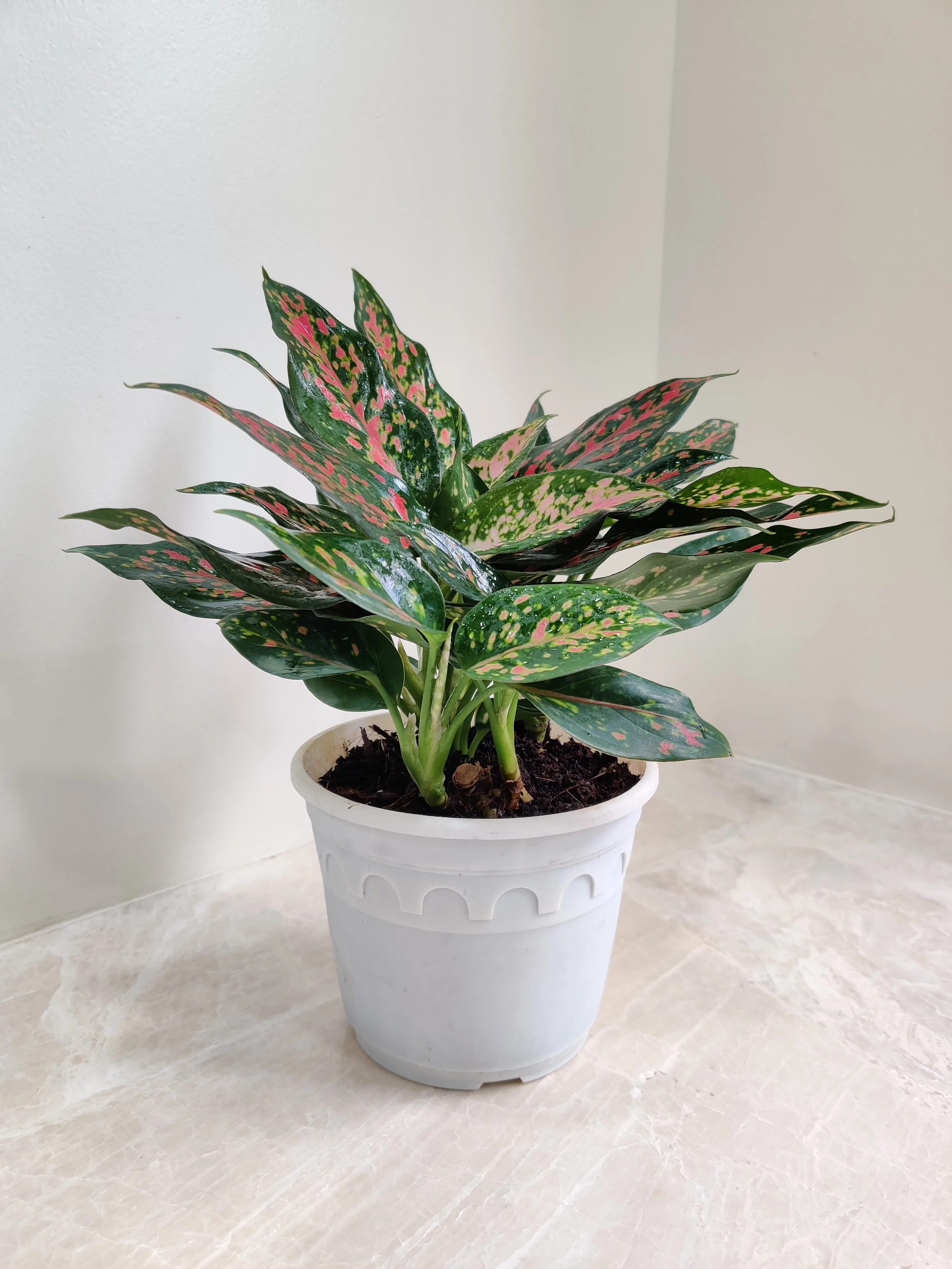 Aglaonema Rui  Big Plant