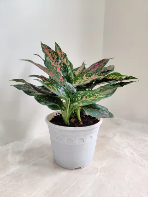 Aglaonema Rui  Big Plant
