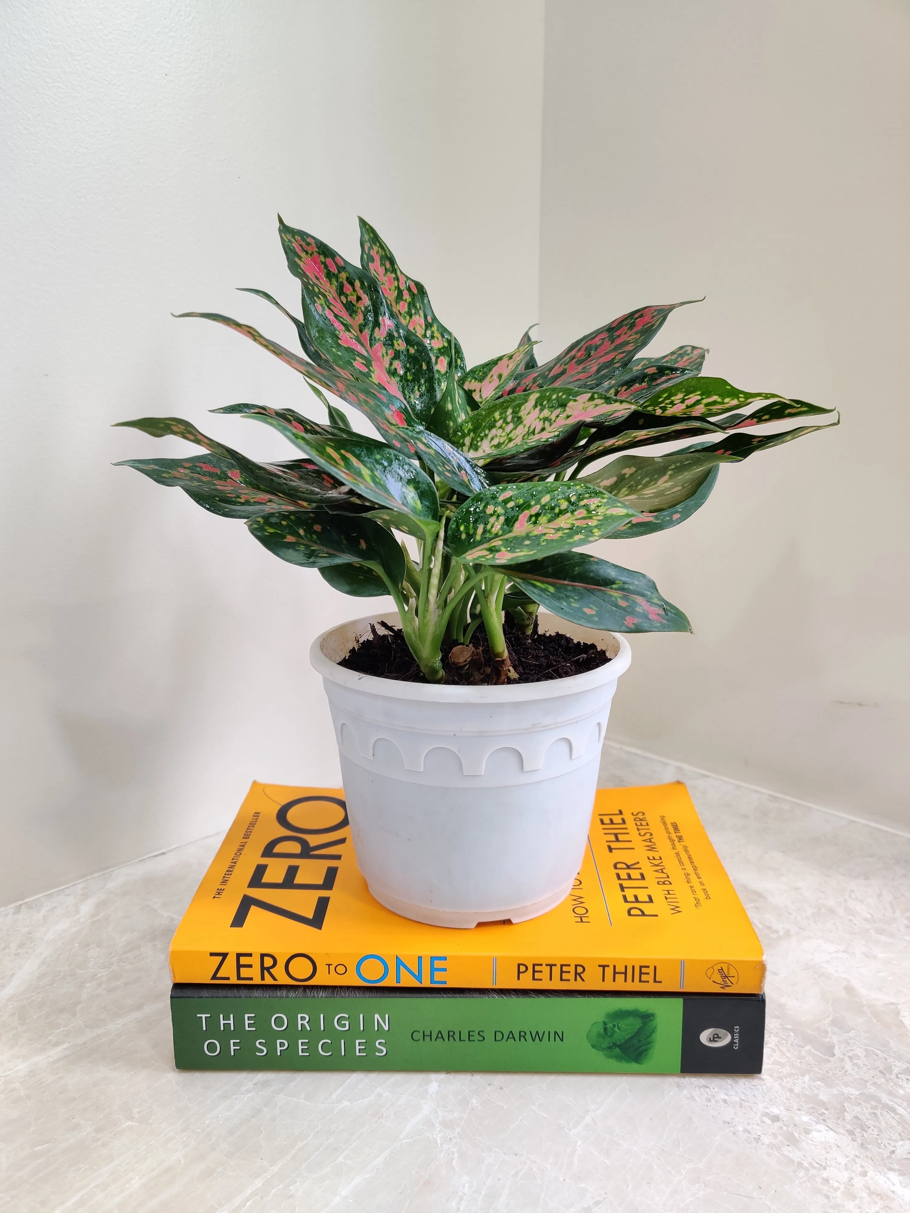 Aglaonema Rui  Big Plant