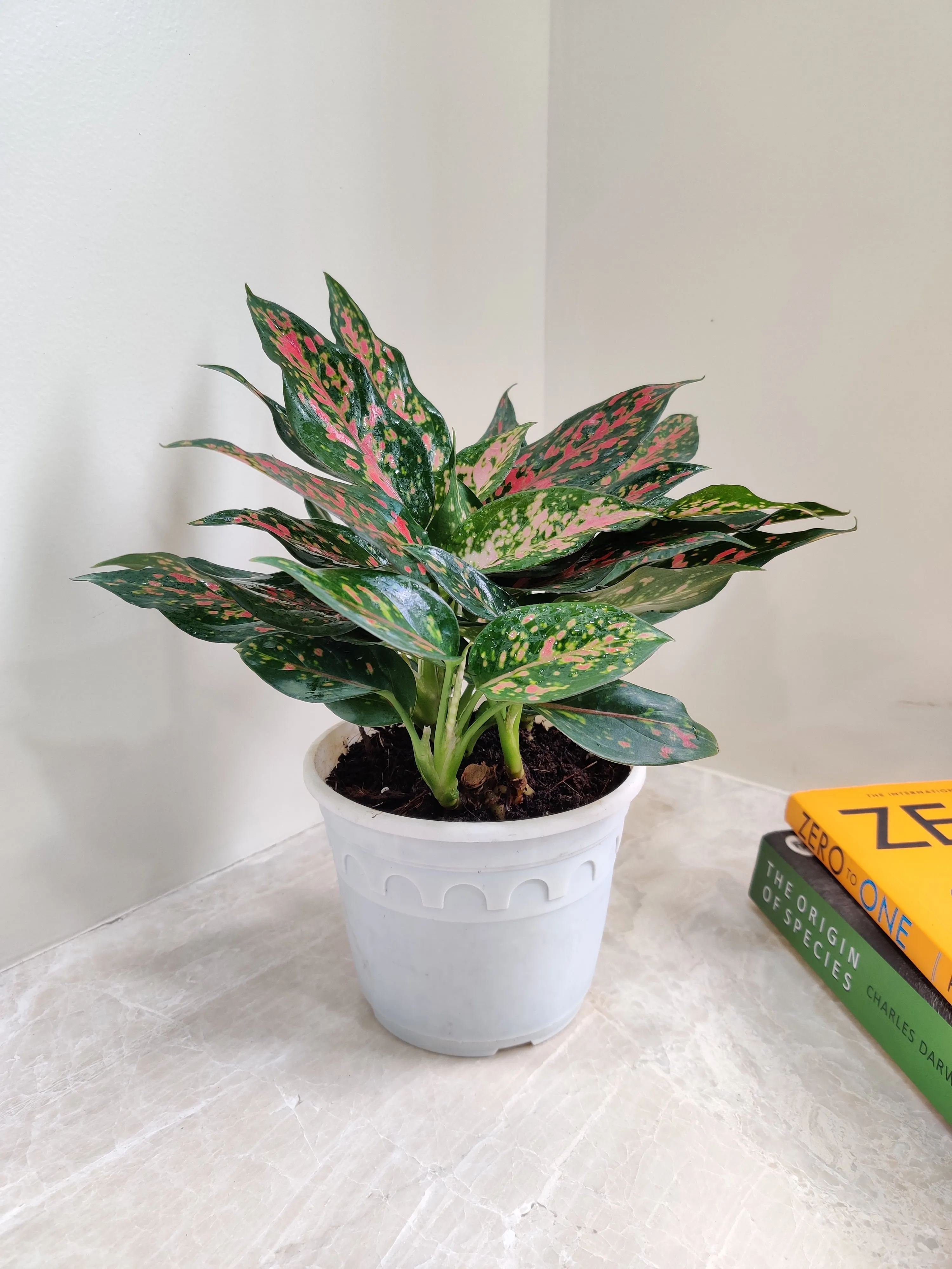 Aglaonema Rui  Big Plant
