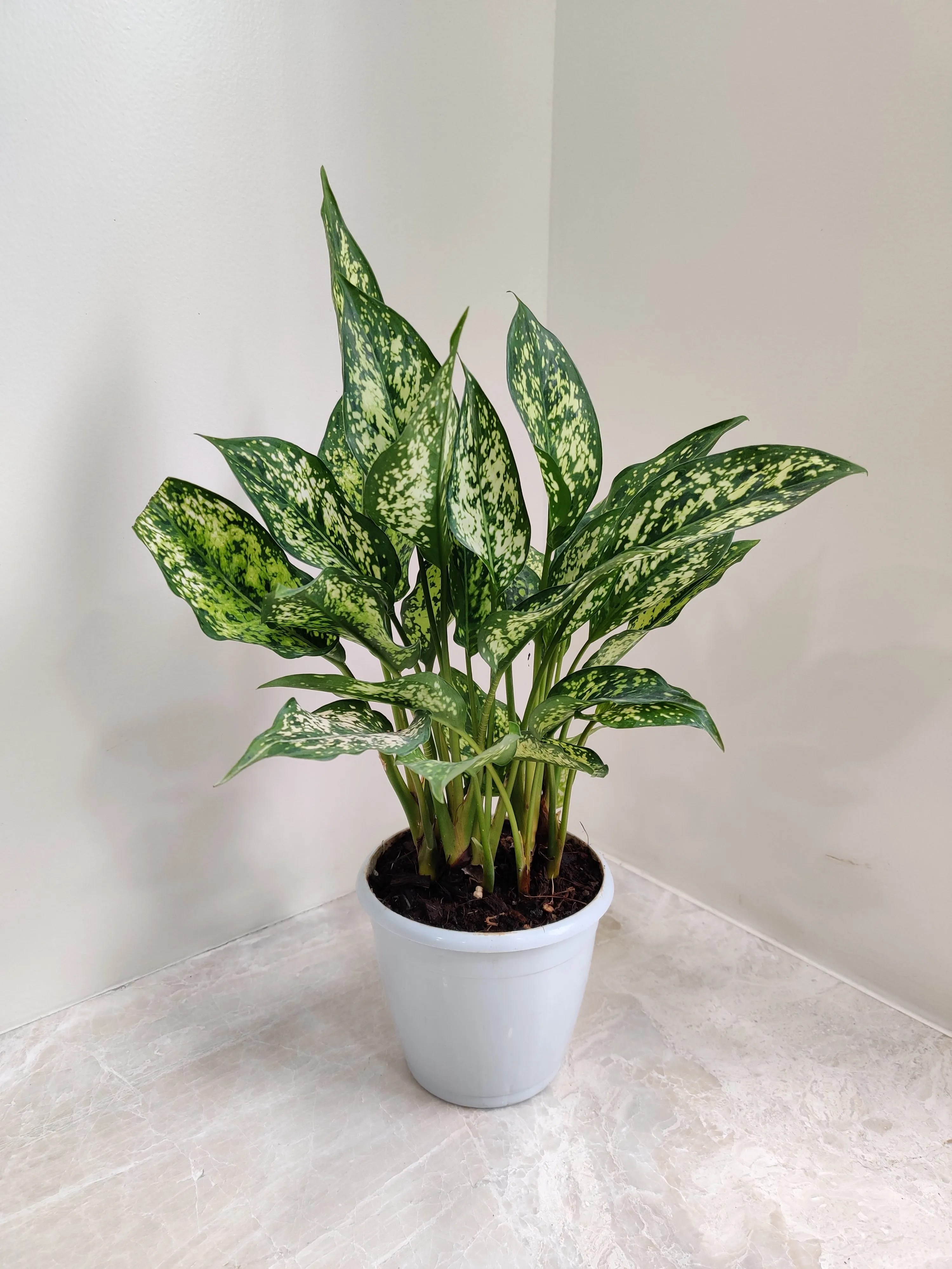 Aglaonema Snow White Plant