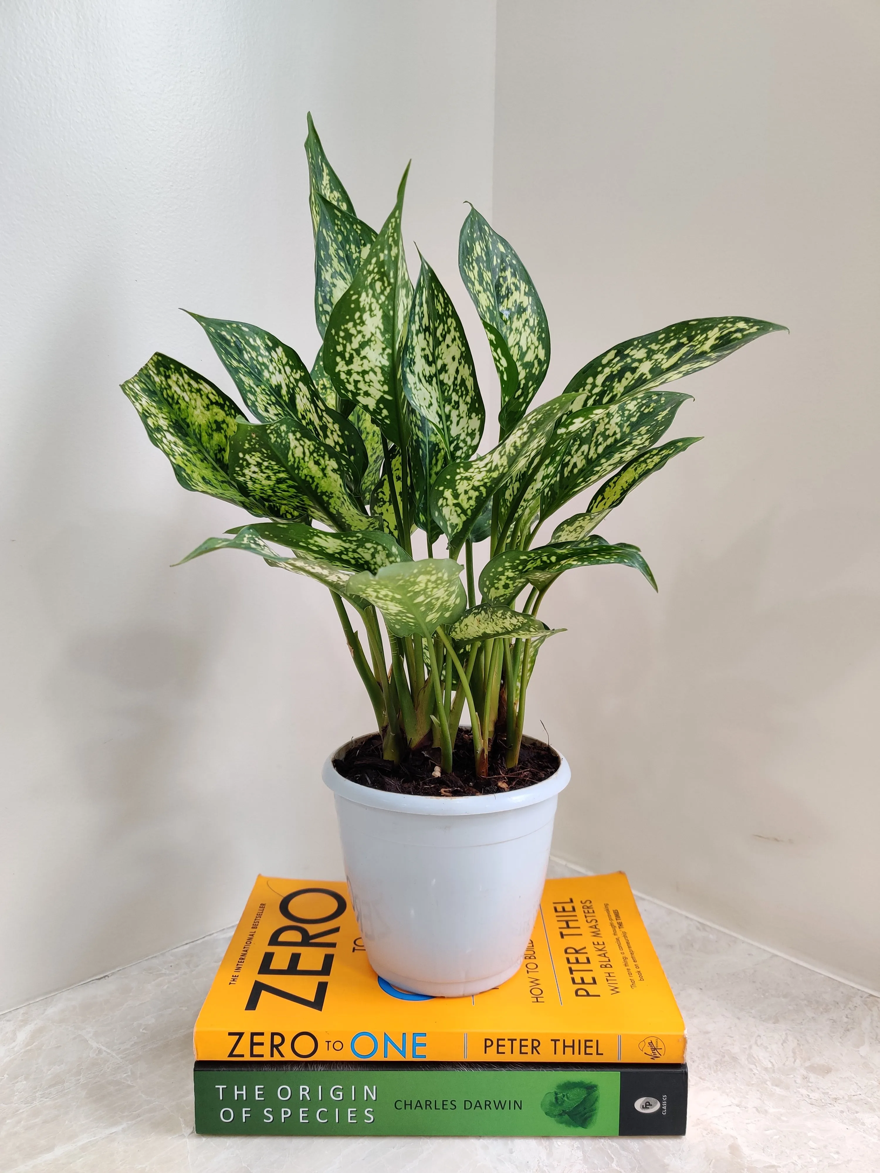 Aglaonema Snow White Plant