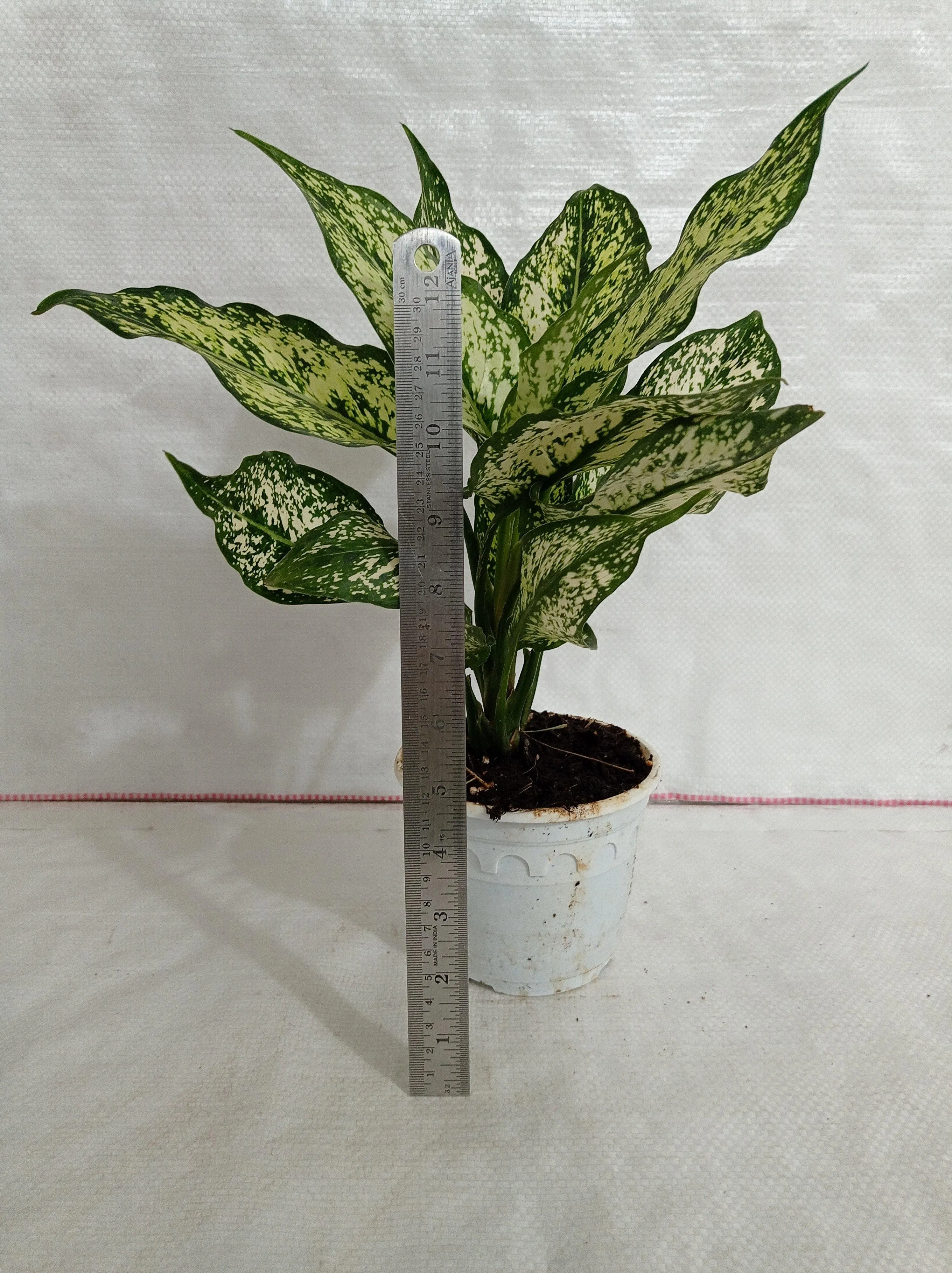 Aglaonema Snow White Plant