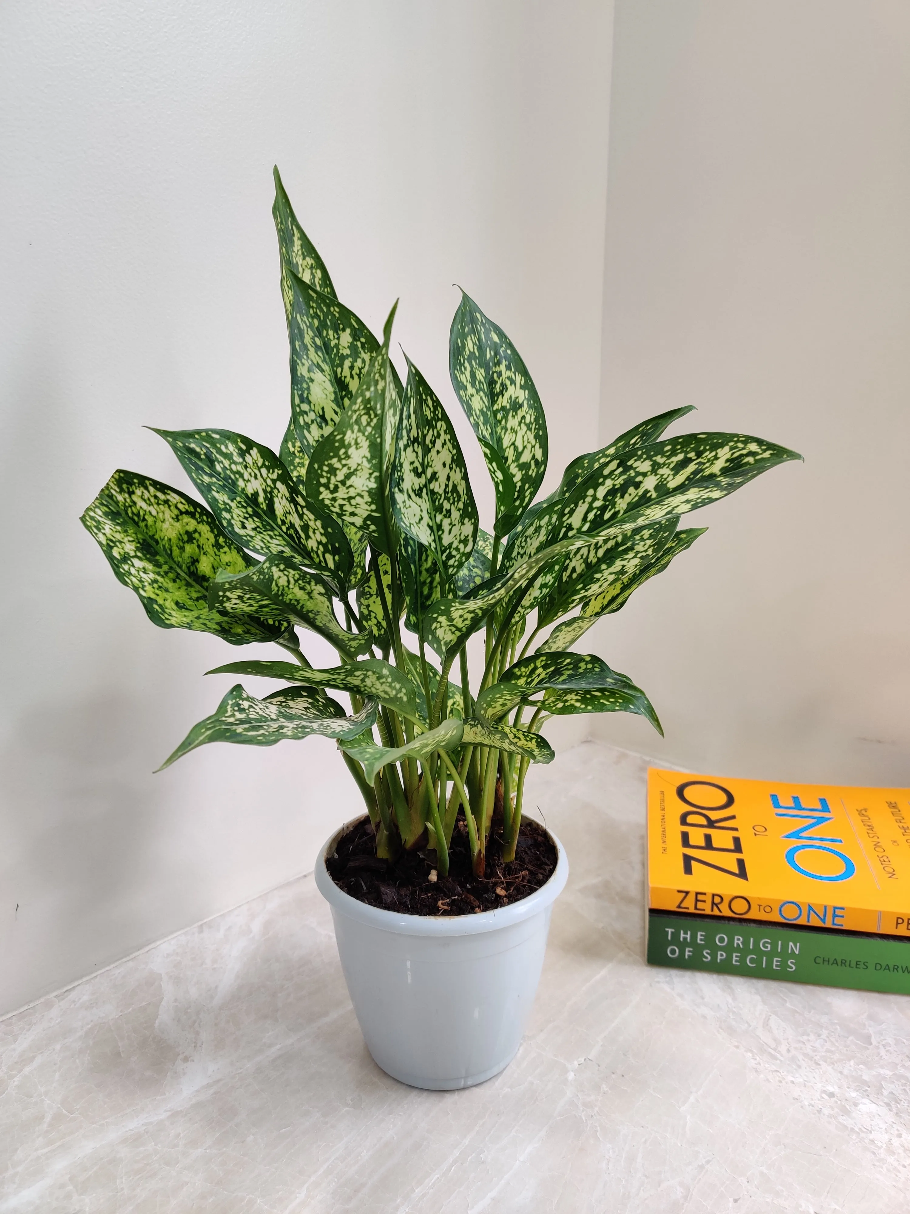 Aglaonema Snow White Plant