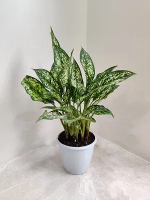 Aglaonema Snow White Plant
