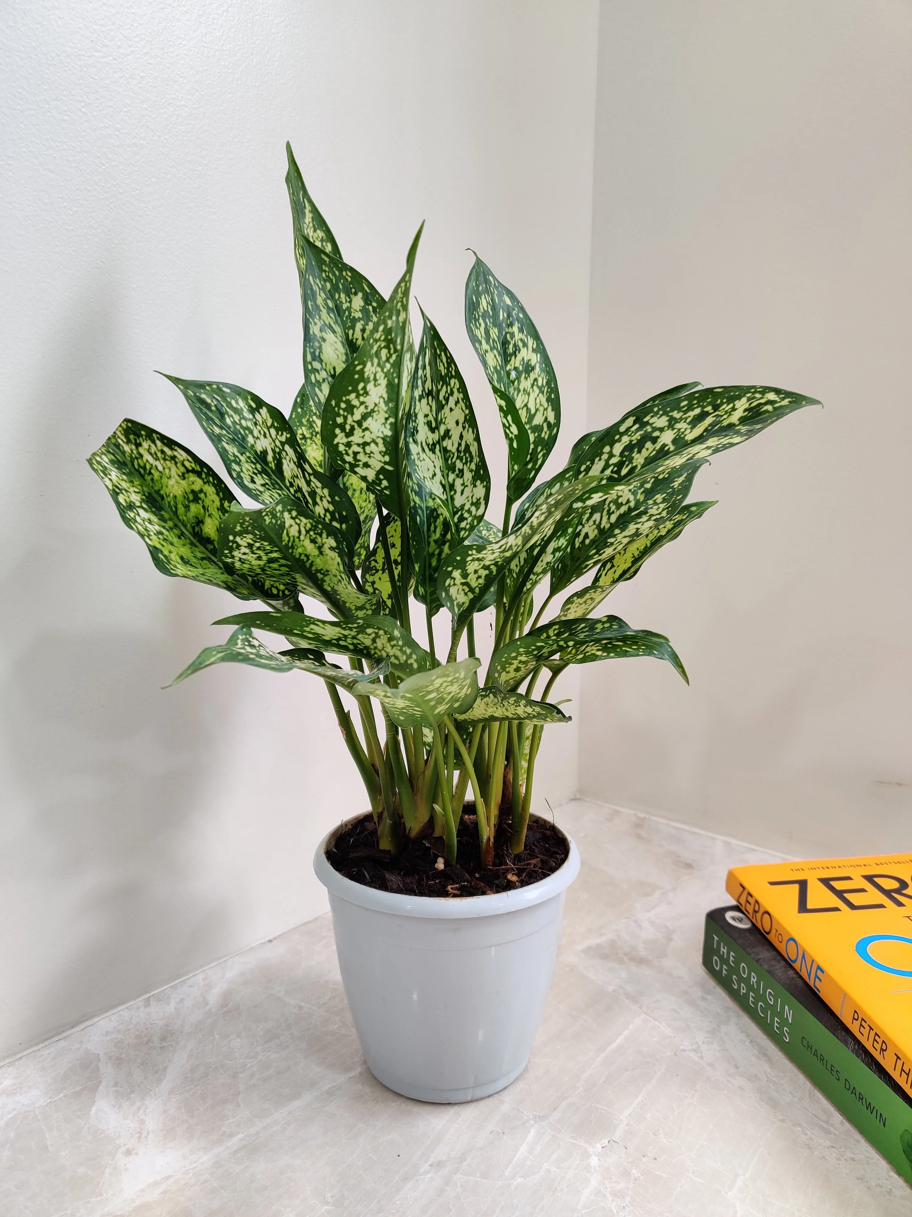Aglaonema Snow White Plant